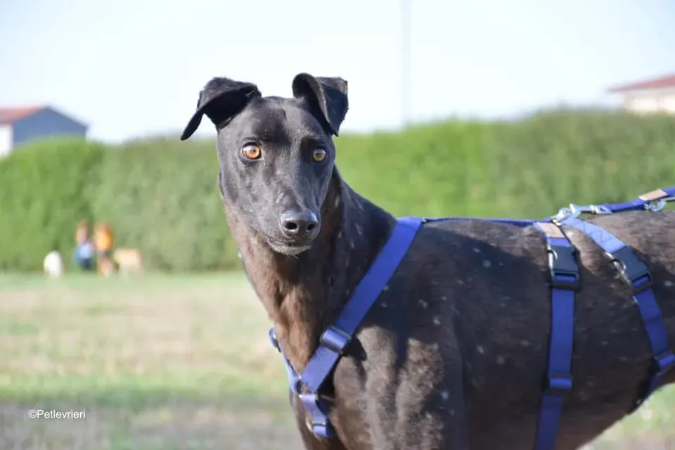 Tom adozione levrieri greyhound blackdog stardog 14