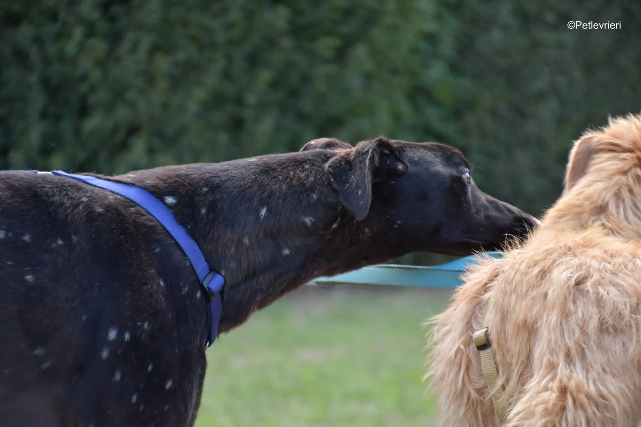 Tom adozione levrieri greyhound blackdog stardog 16