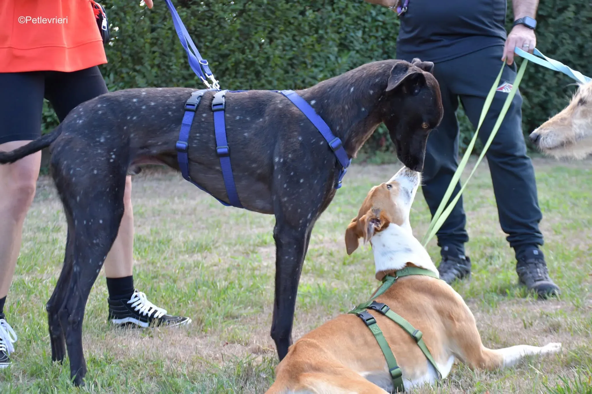 Tom adozione levrieri greyhound blackdog stardog 17