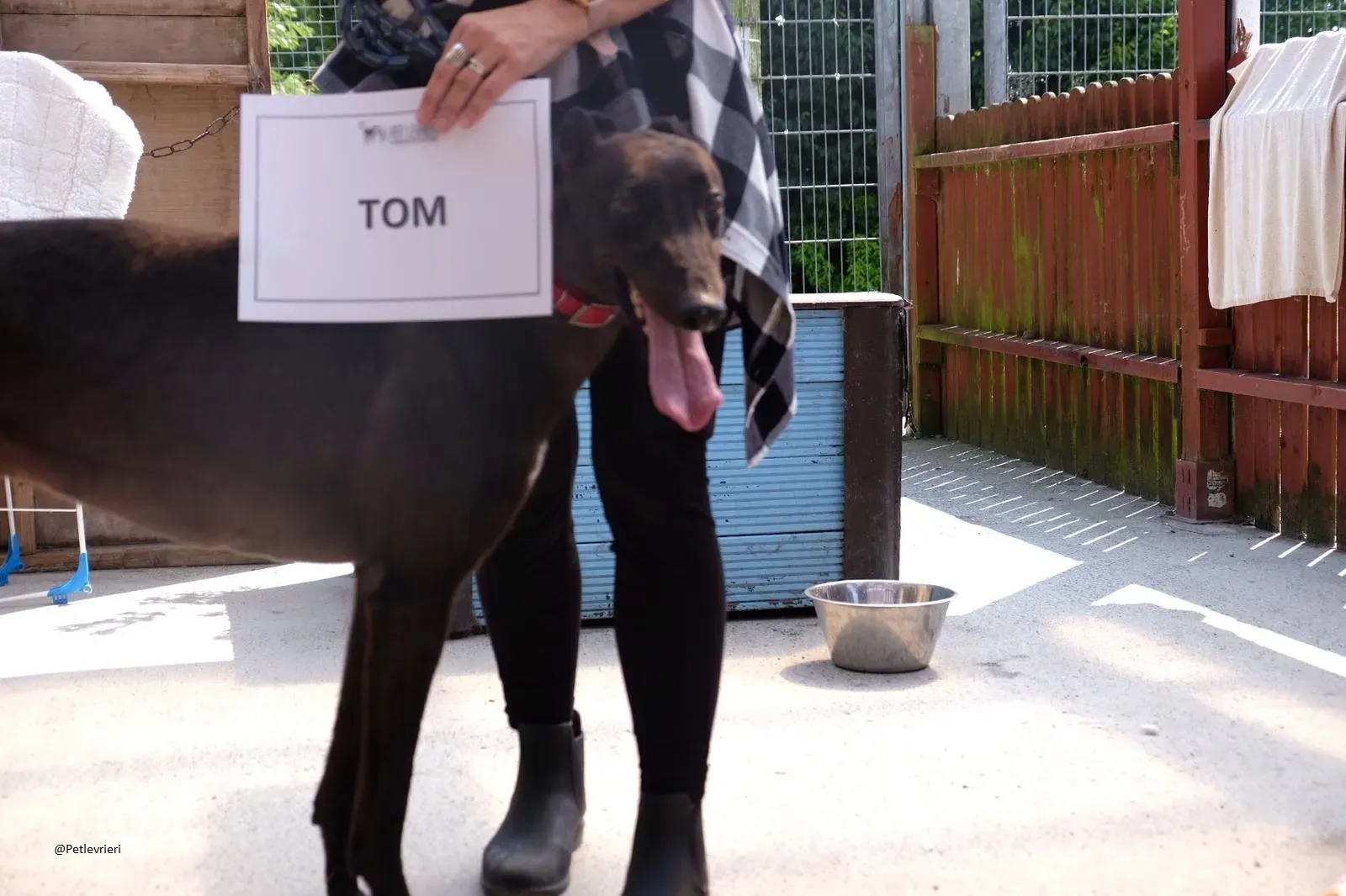 Tom greyhound adozionelevrieri 10