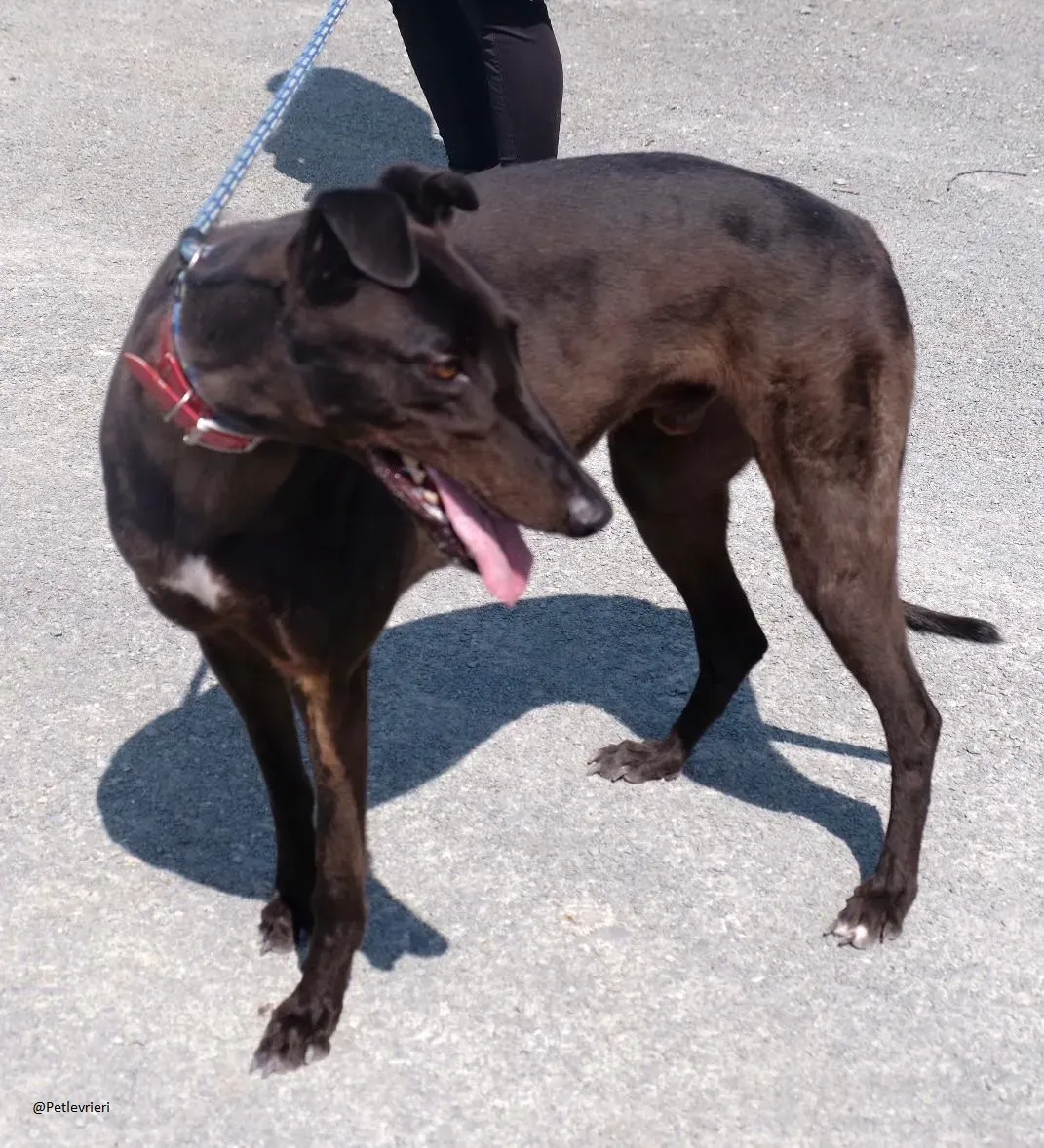 Tom greyhound adozionelevrieri 11