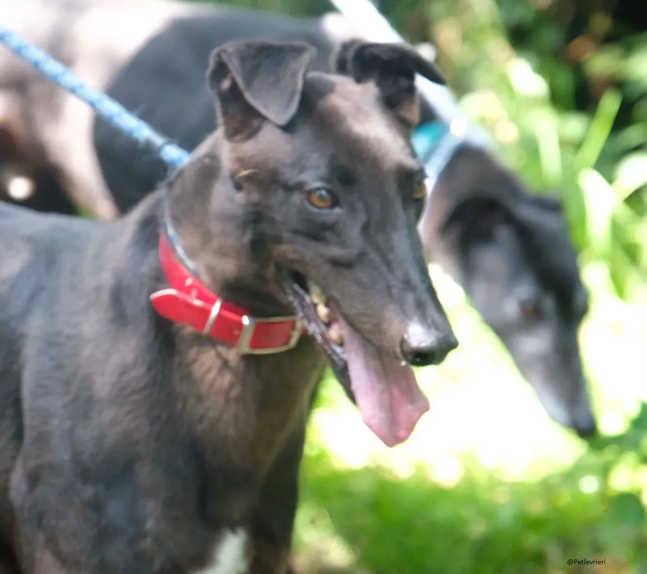 Tom greyhound adozionelevrieri 3