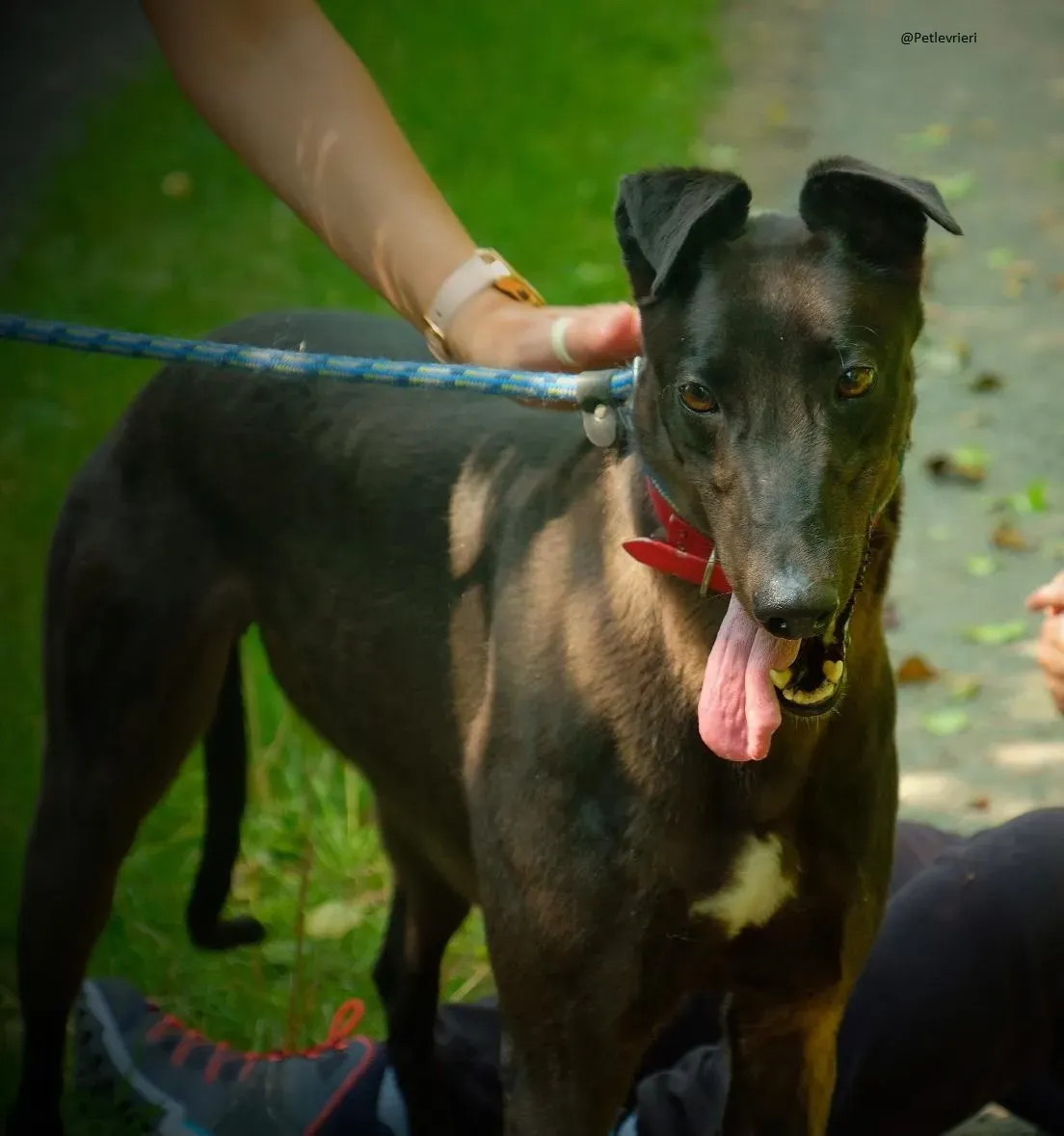 Tom greyhound adozionelevrieri 4