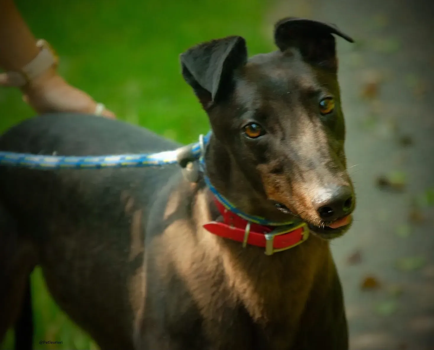 Tom greyhound adozionelevrieri 5