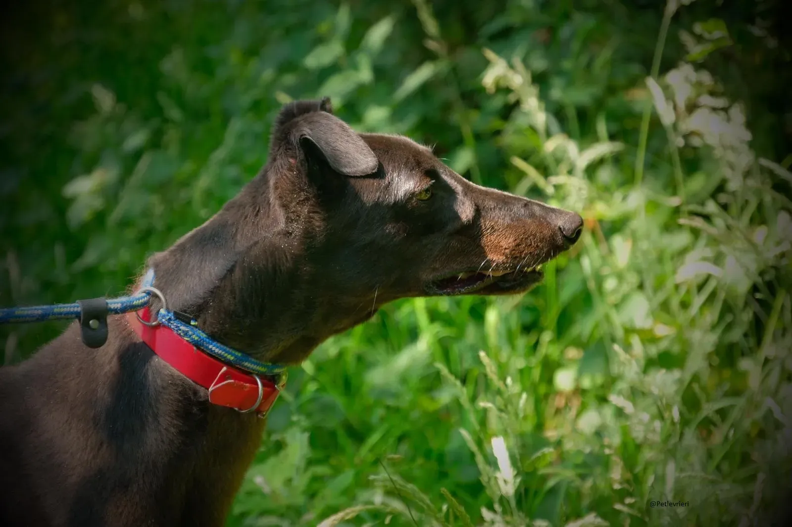 Tom greyhound adozionelevrieri 8