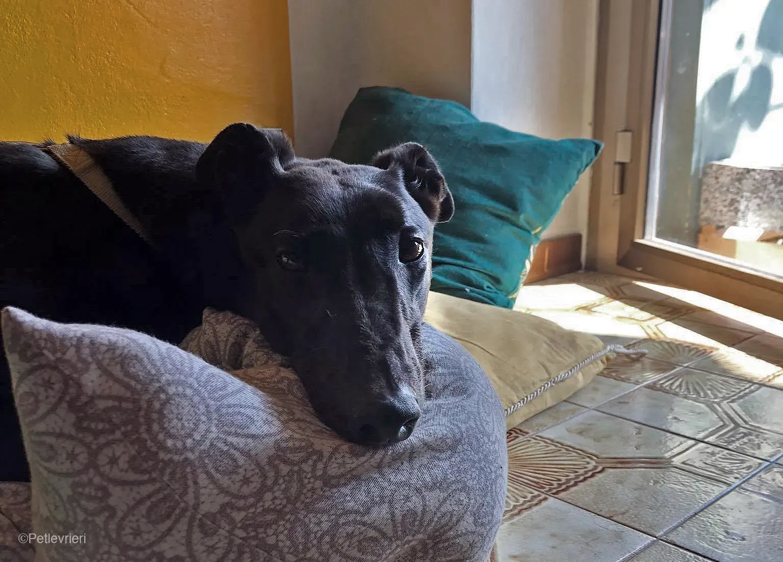 Tom greyhound adozionelevrieri cane foster 10 1