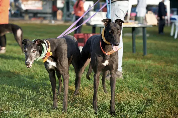 Tom greyhound adozionelevrieri cane foster 11 4