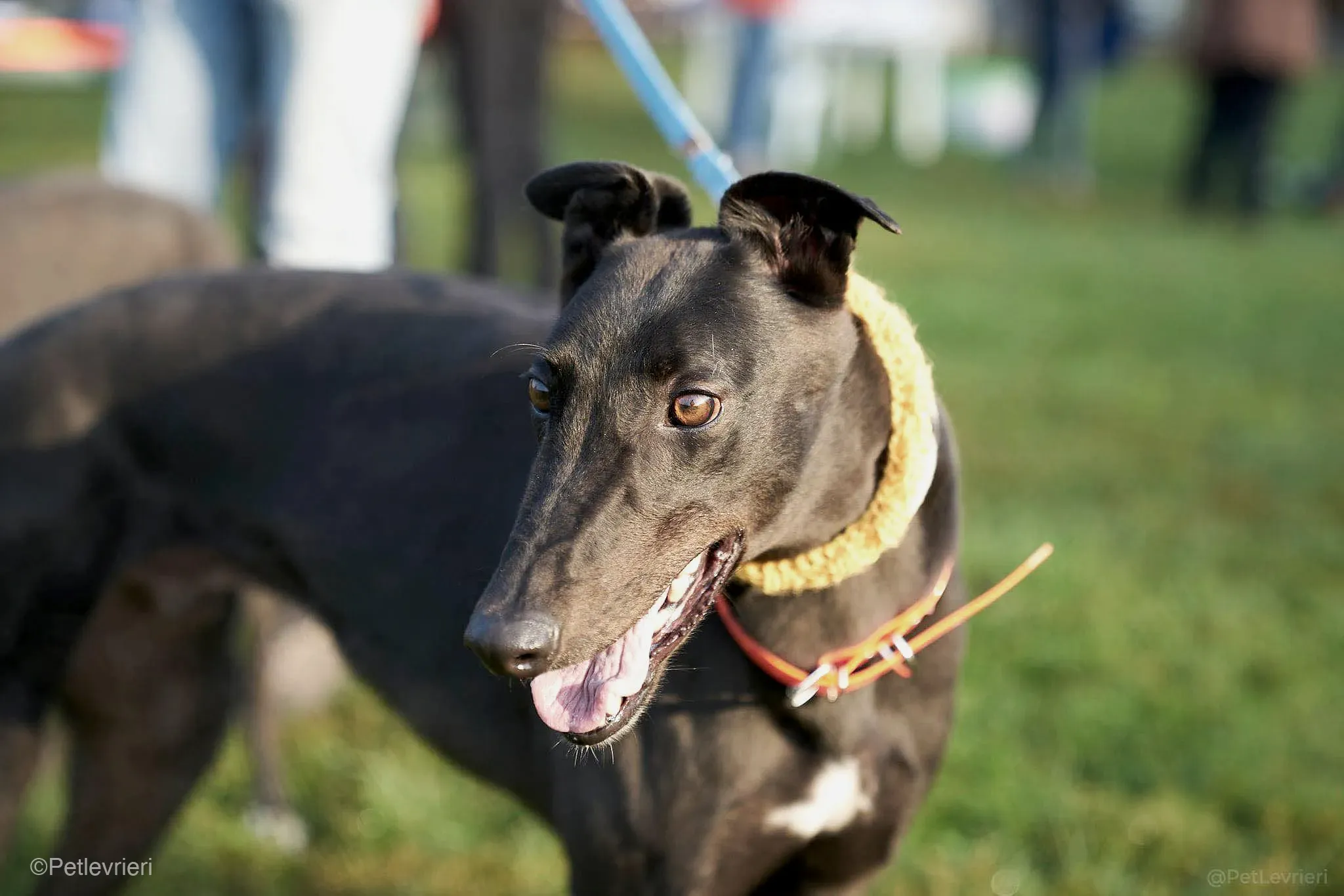 Tom greyhound adozionelevrieri cane foster 12