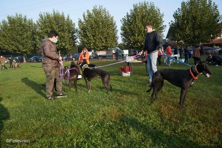 Tom greyhound adozionelevrieri cane foster 13 4