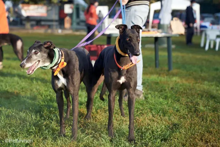 Tom greyhound adozionelevrieri cane foster 14 4