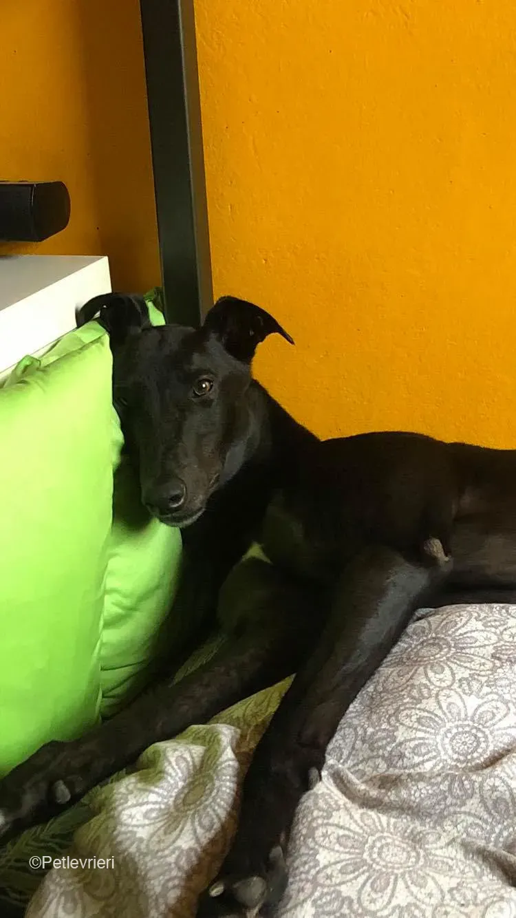 Tom greyhound adozionelevrieri cane foster 15 2