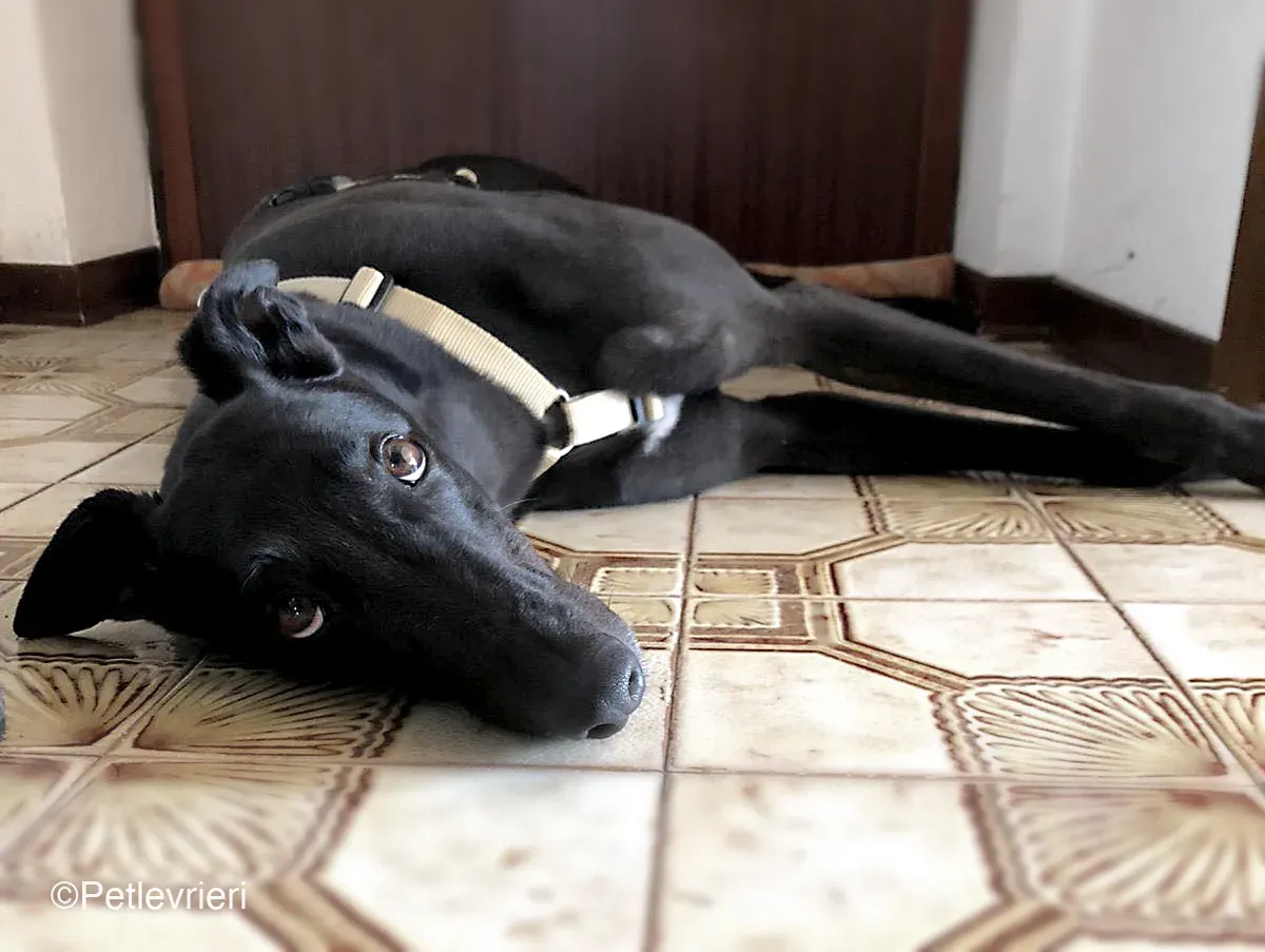 Tom greyhound adozionelevrieri cane foster 18 1