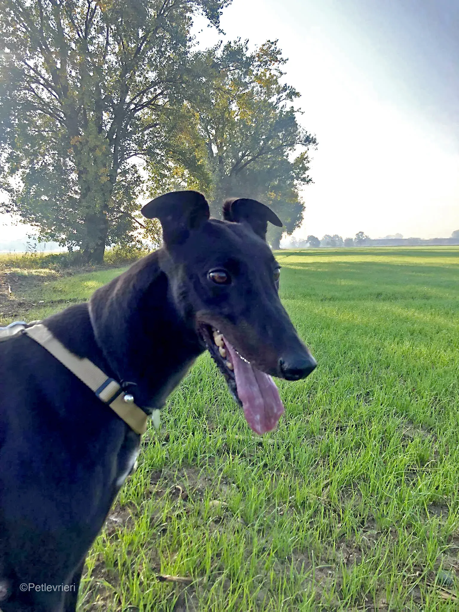 Tom greyhound adozionelevrieri cane foster 19 1