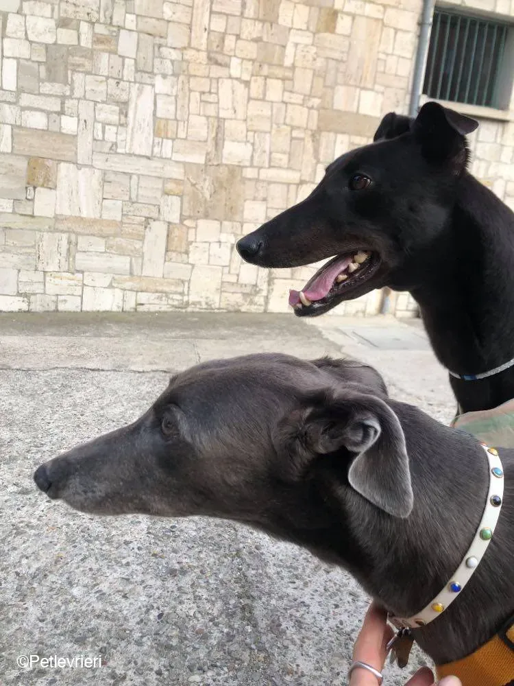 Tom greyhound adozionelevrieri cane foster 21 1