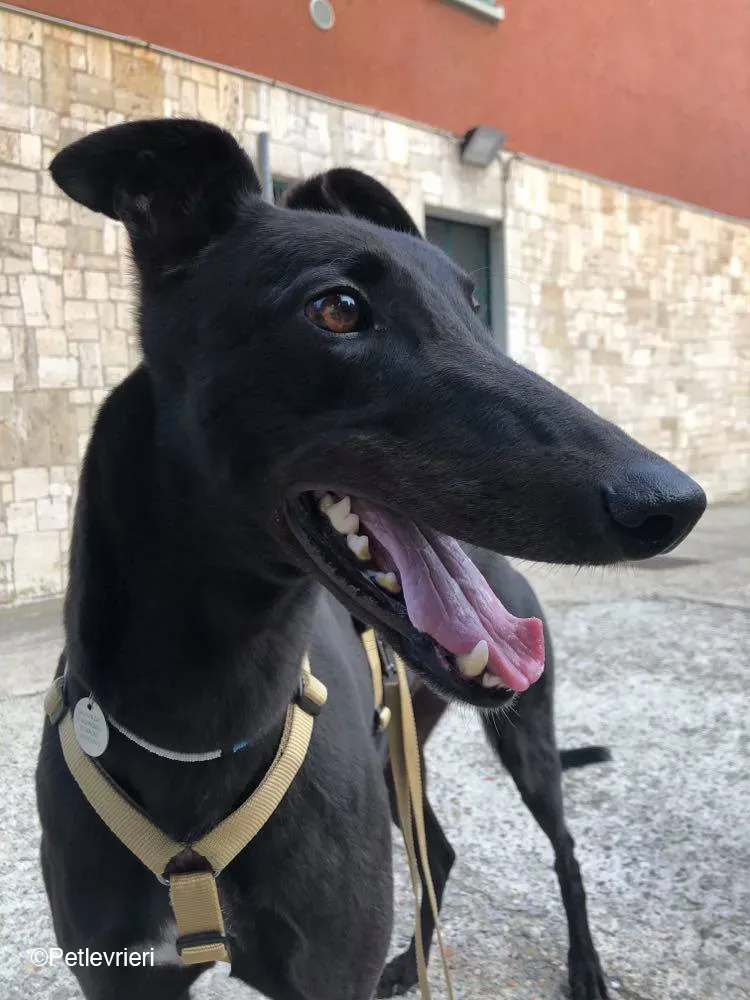Tom greyhound adozionelevrieri cane foster 22 1