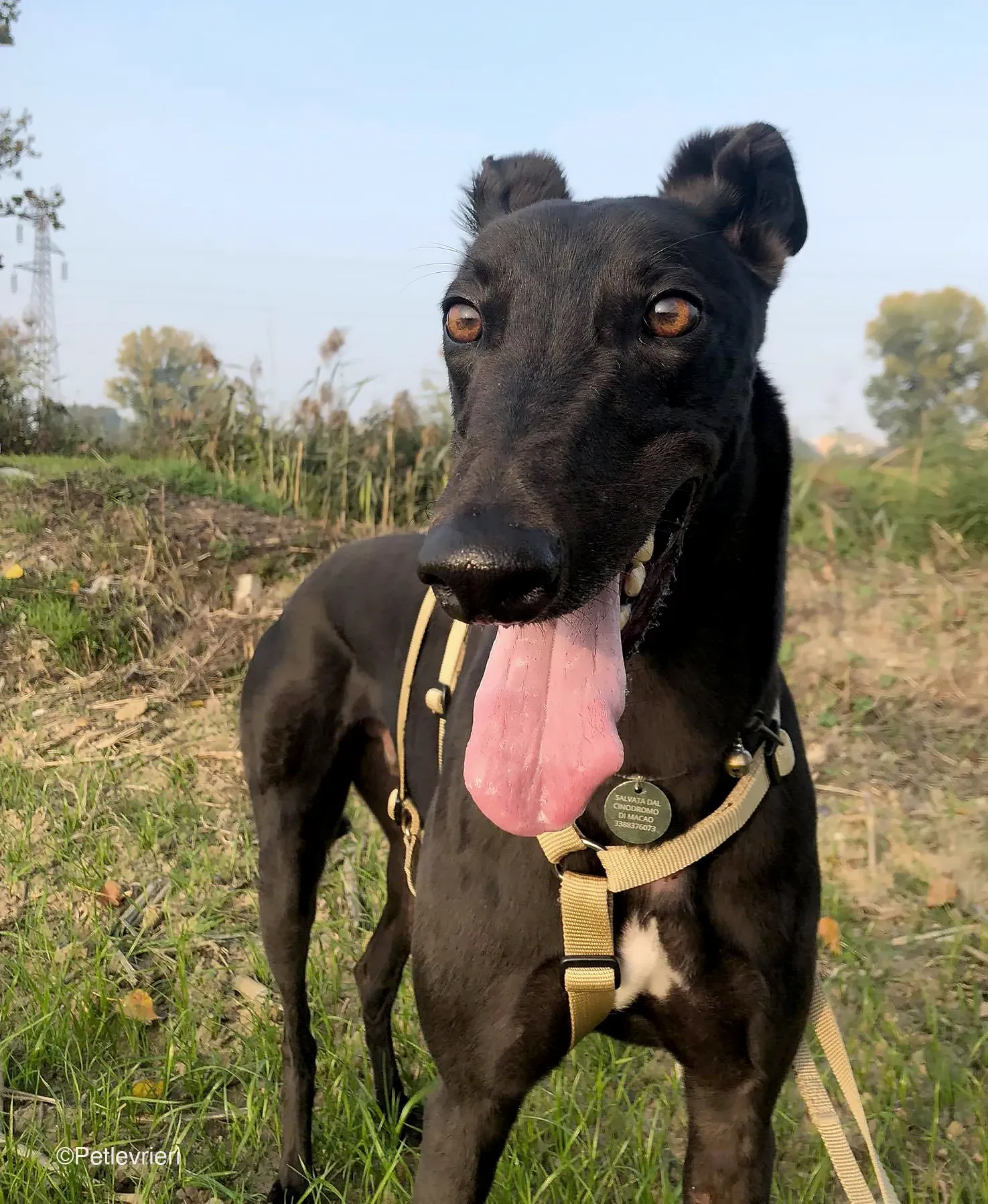 Tom greyhound adozionelevrieri cane foster 25