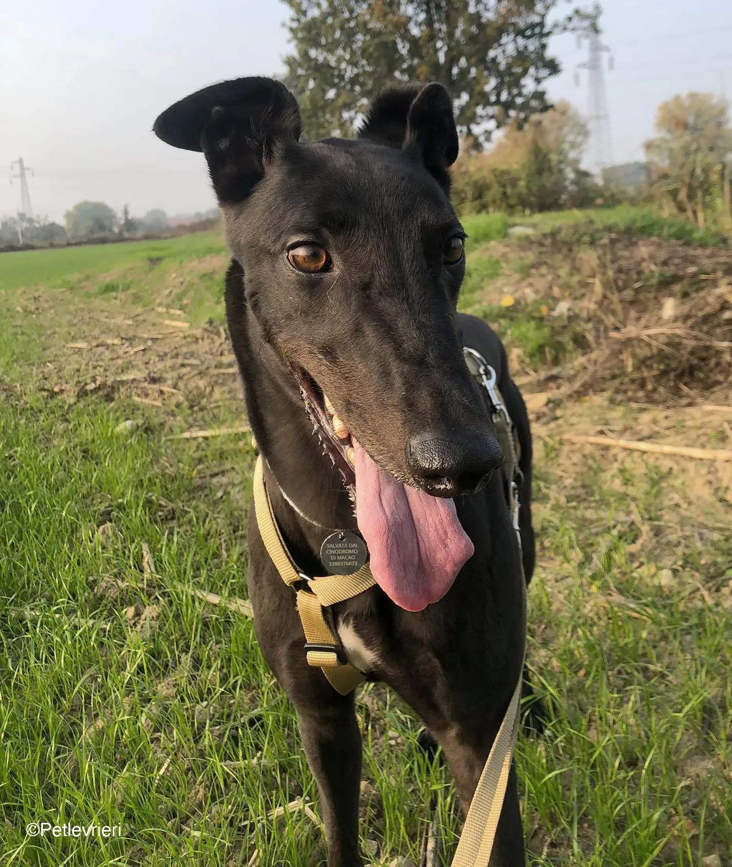 Tom greyhound adozionelevrieri cane foster 26