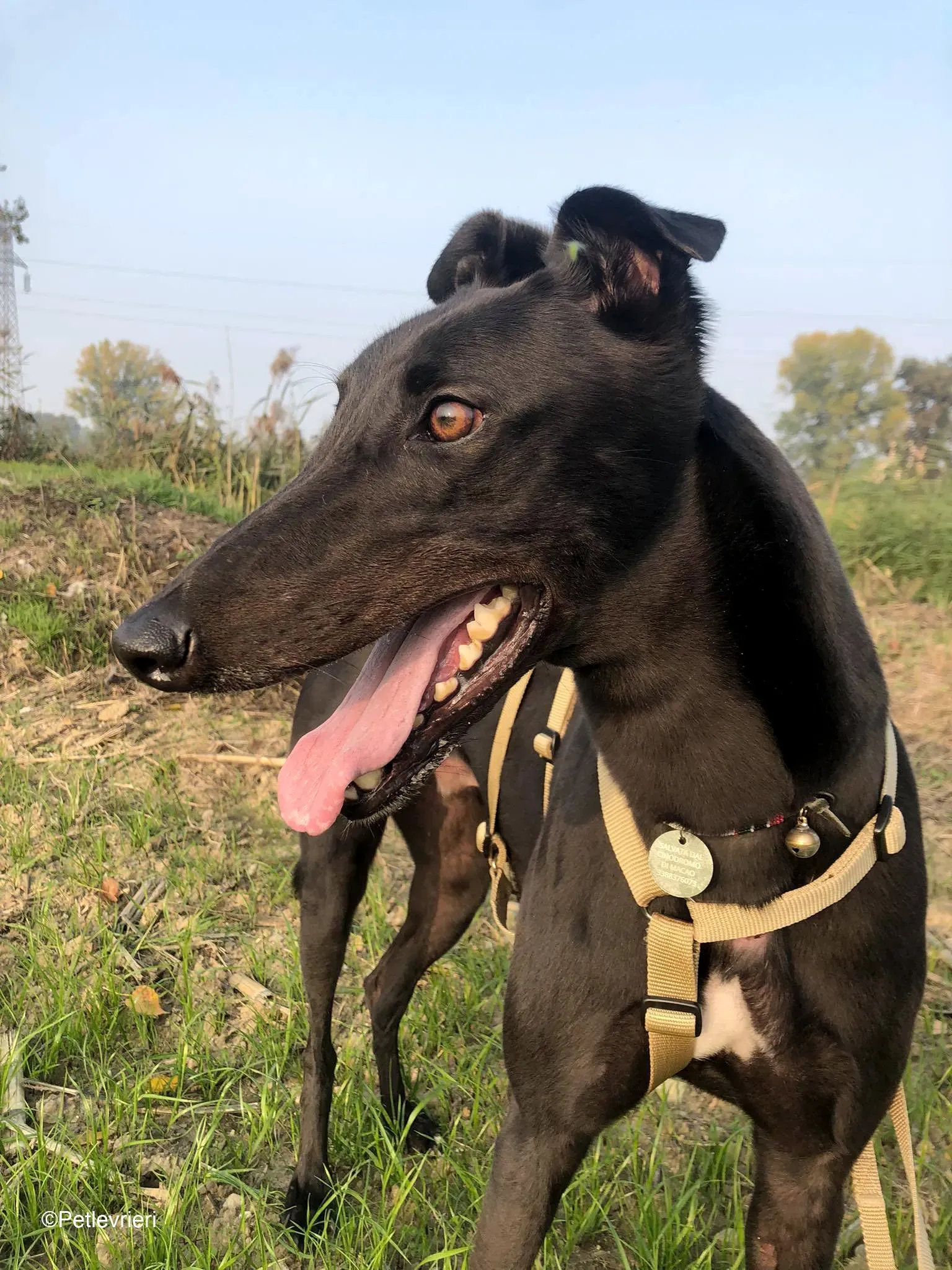 Tom greyhound adozionelevrieri cane foster 27