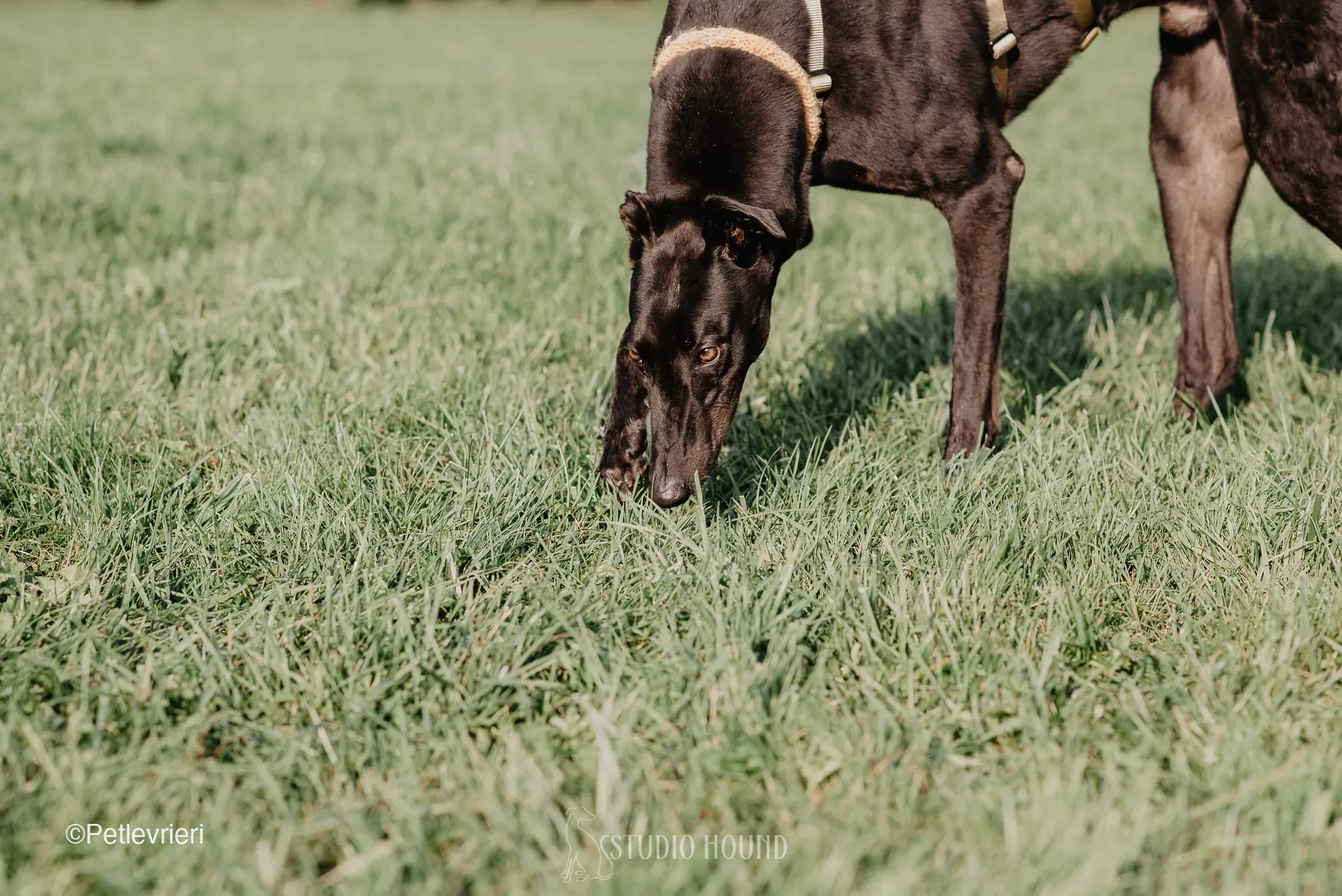 Tom greyhound adozionelevrieri cane foster 28