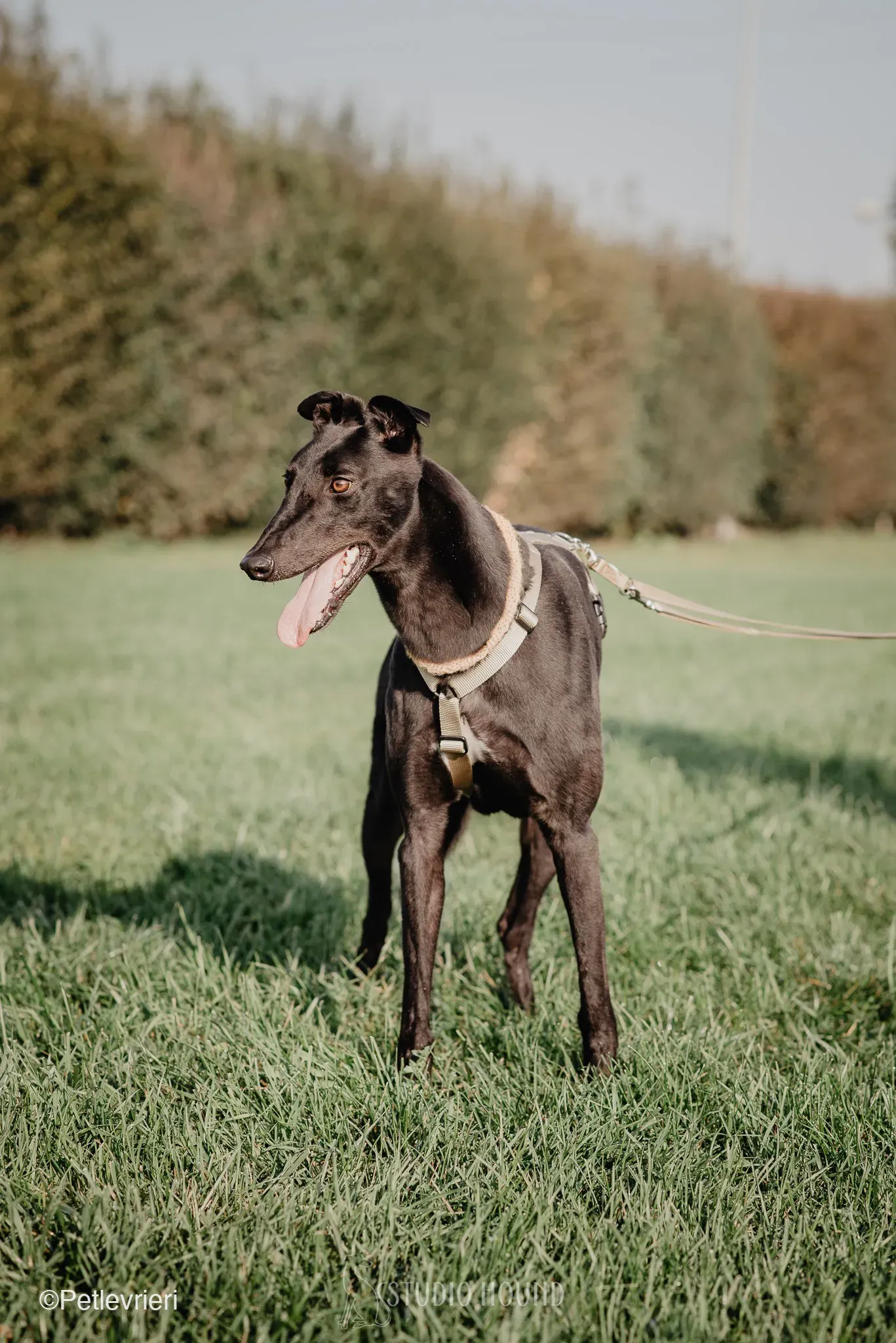 Tom greyhound adozionelevrieri cane foster 29