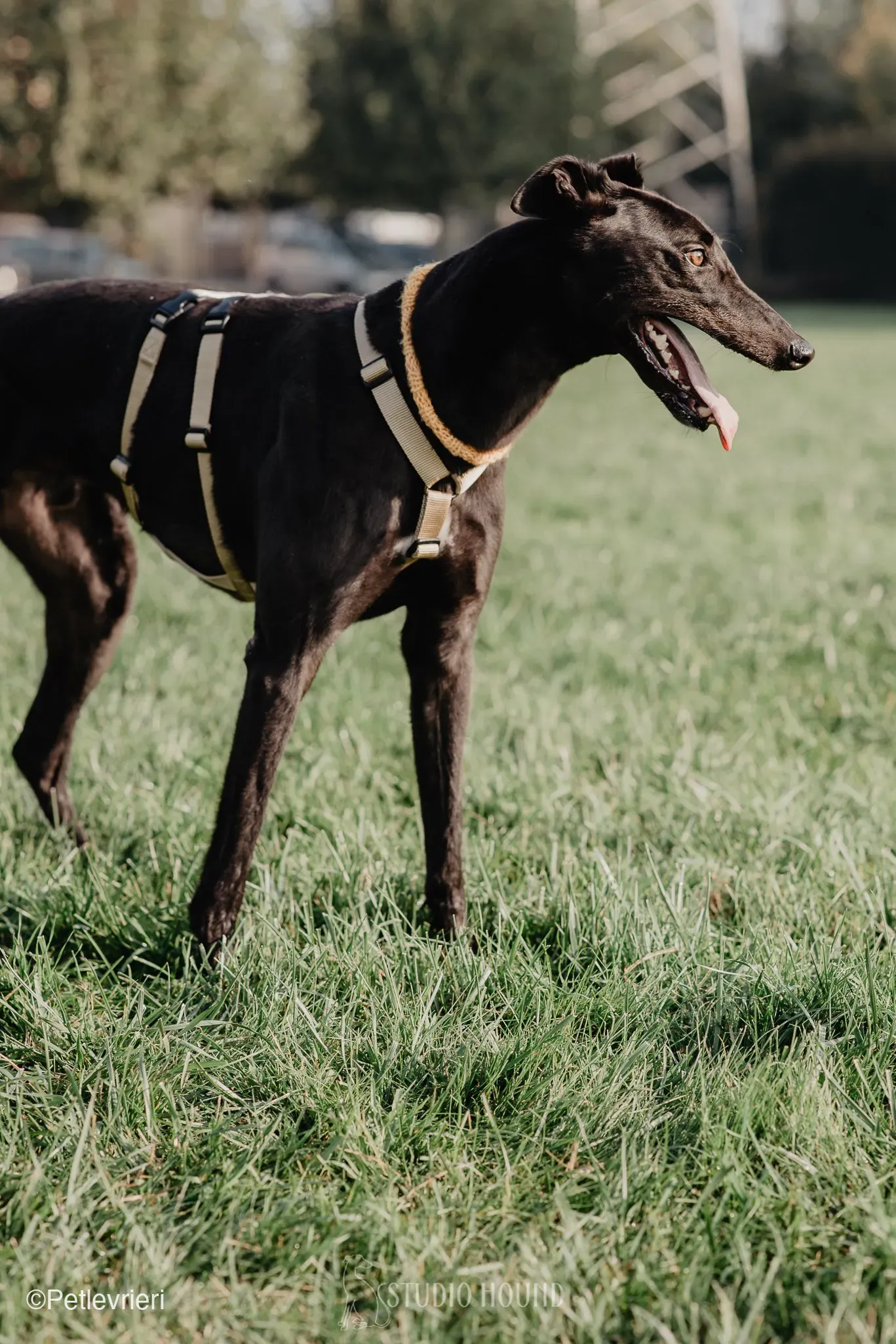 Tom greyhound adozionelevrieri cane foster 31