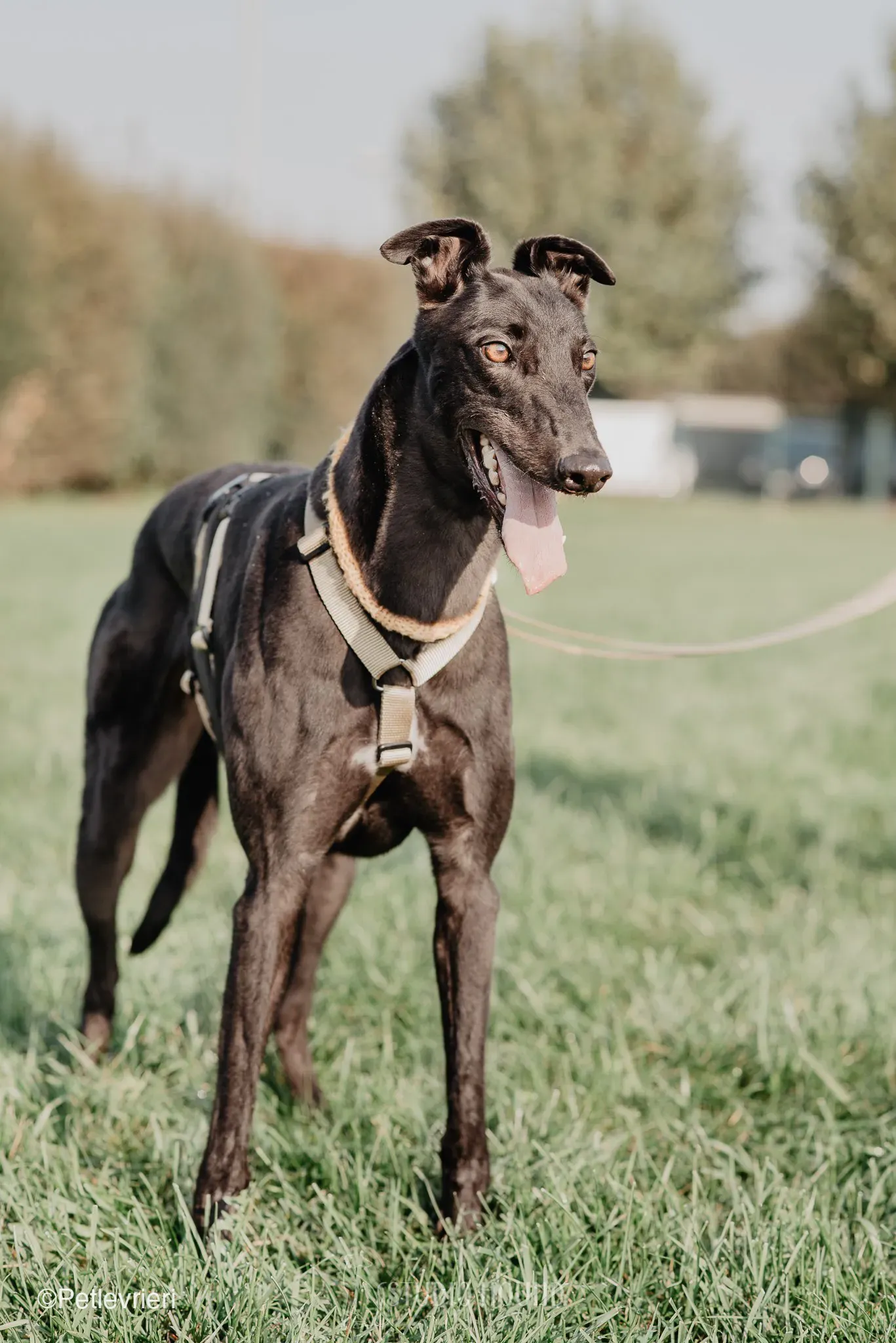 Tom greyhound adozionelevrieri cane foster 33