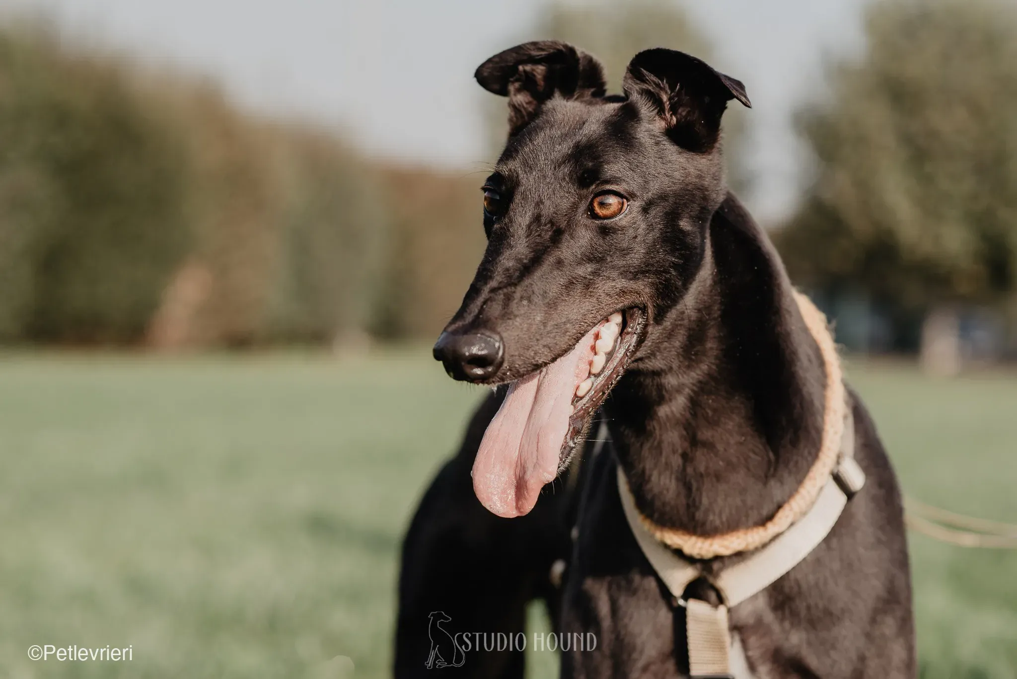 Tom greyhound adozionelevrieri cane foster 34