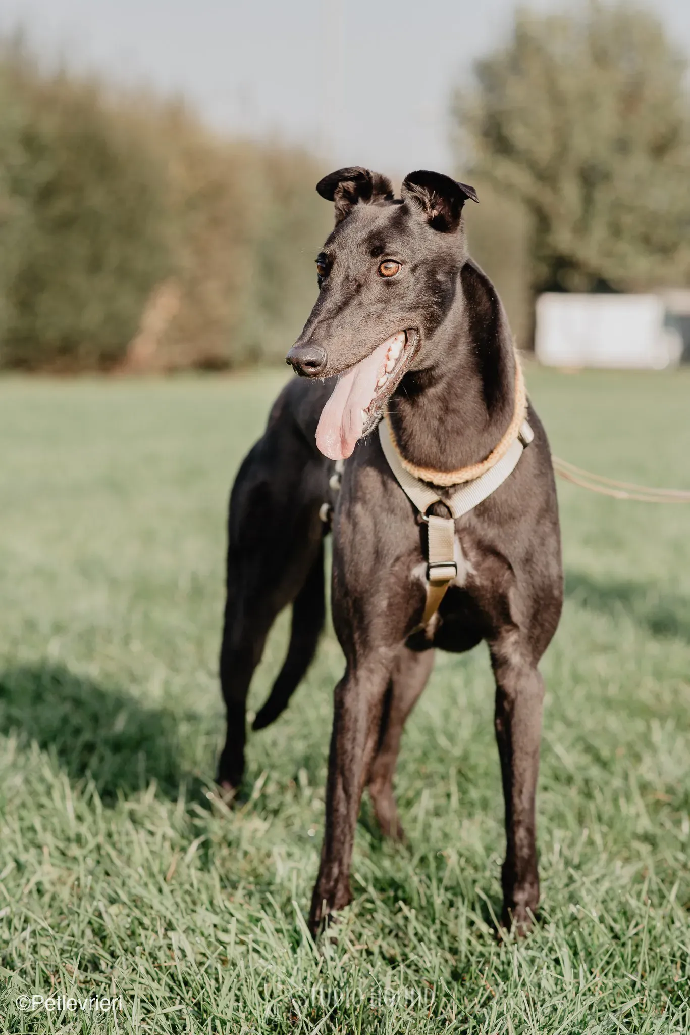 Tom greyhound adozionelevrieri cane foster 35