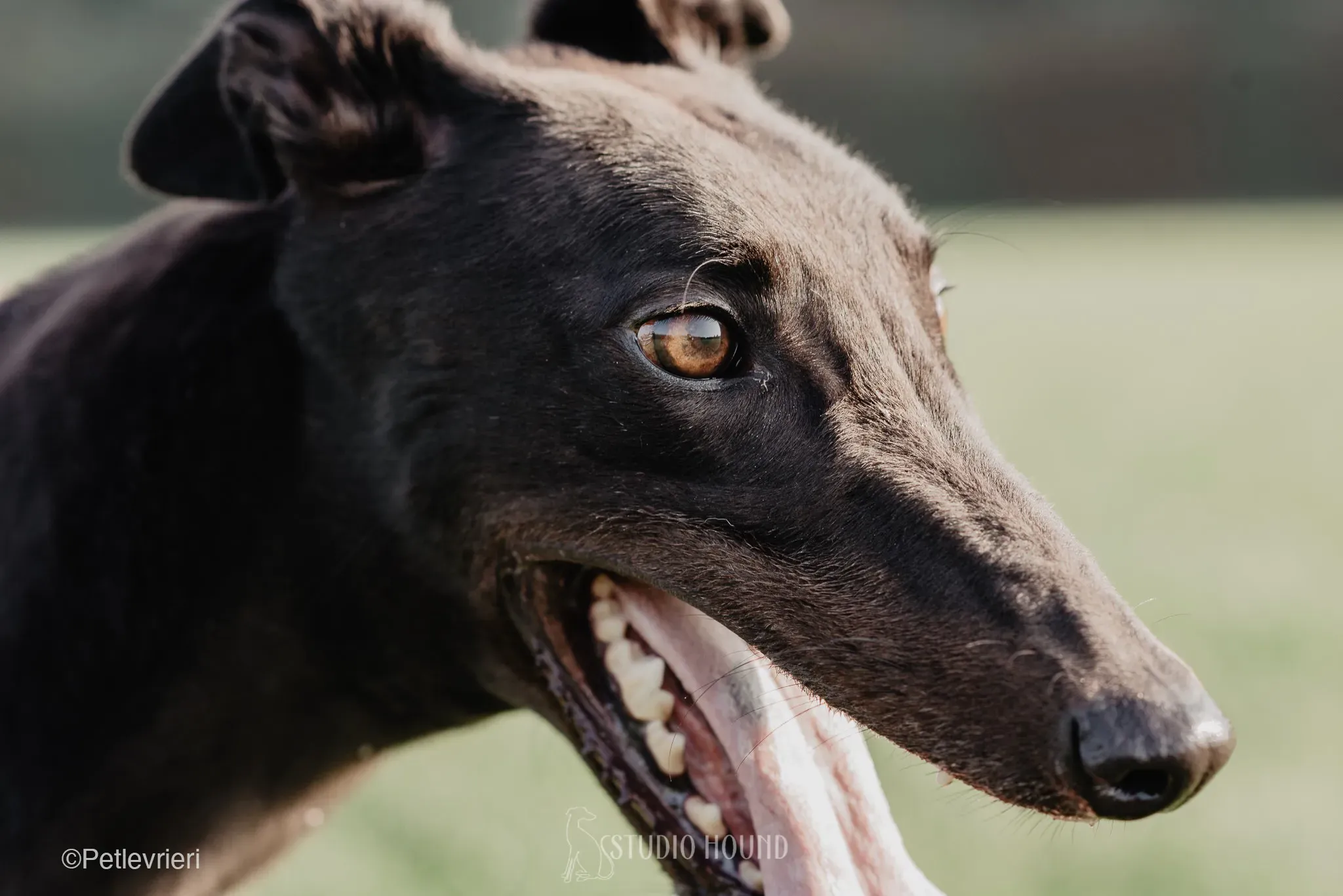 Tom greyhound adozionelevrieri cane foster 36