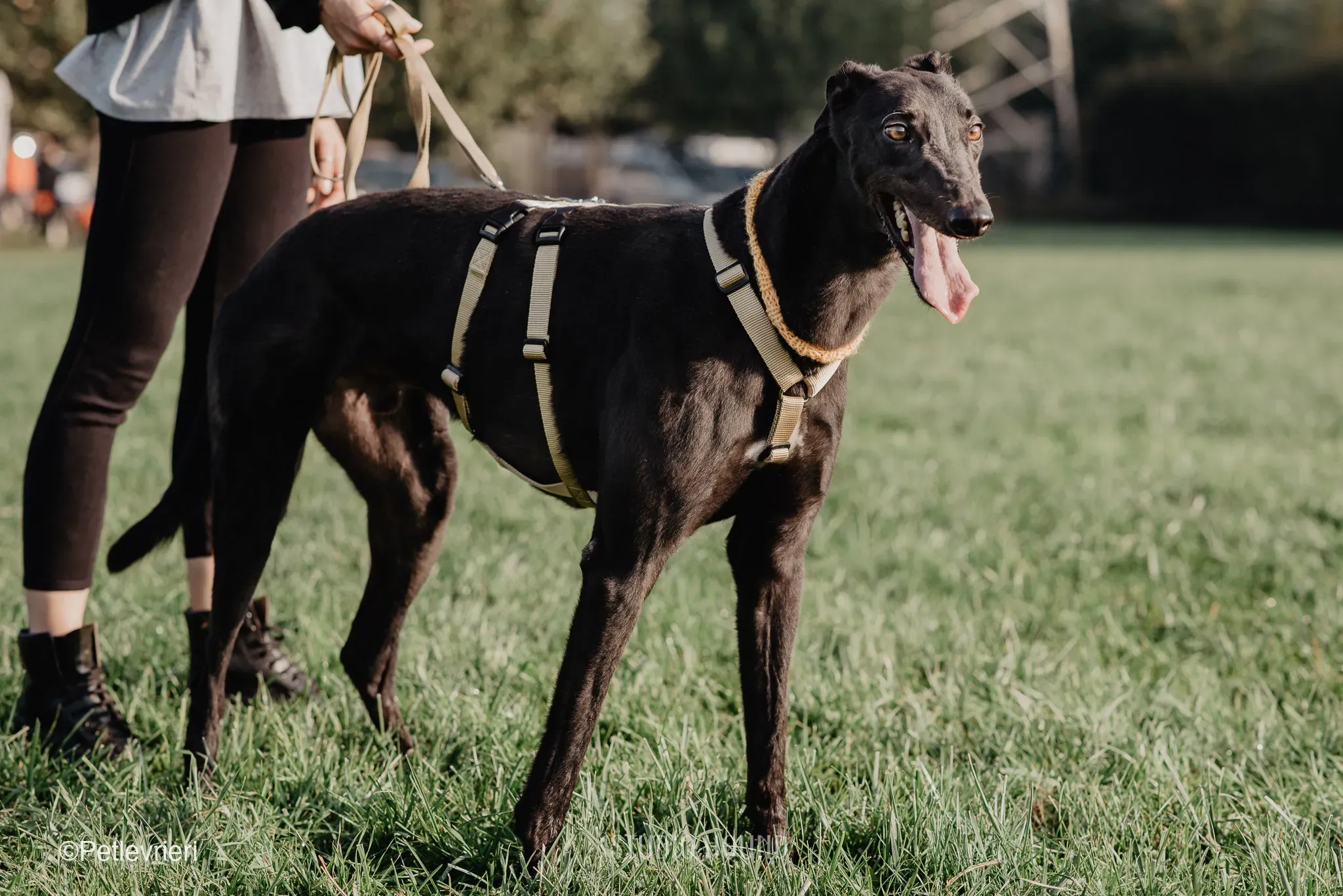 Tom greyhound adozionelevrieri cane foster 37