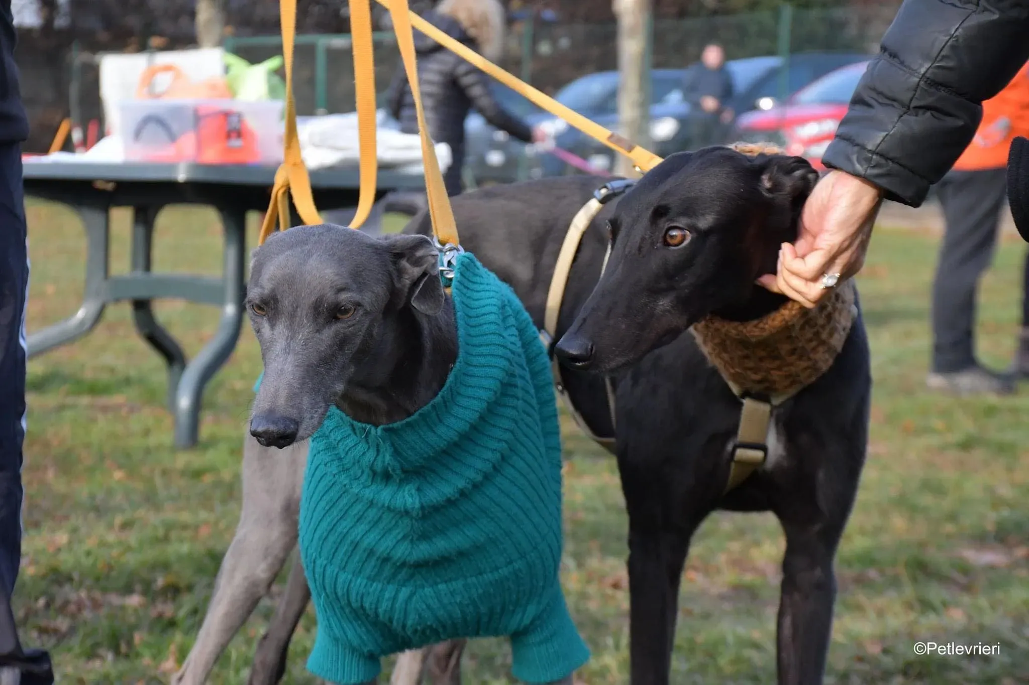 Tom greyhound adozionelevrieri cane foster 38