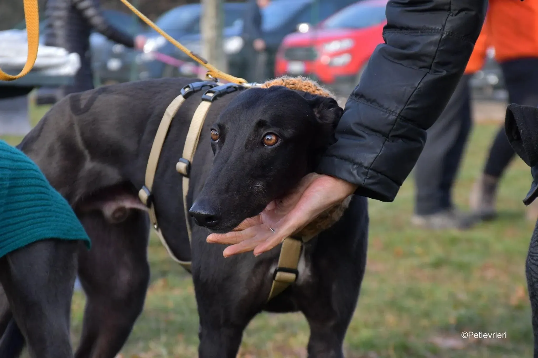 Tom greyhound adozionelevrieri cane foster 39