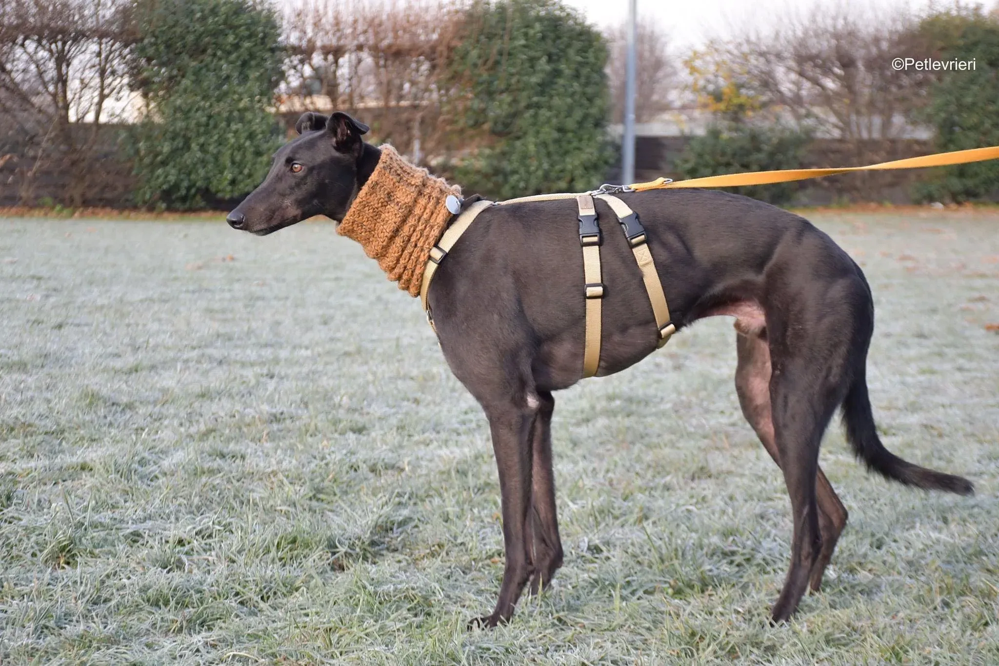 Tom greyhound adozionelevrieri cane foster 40