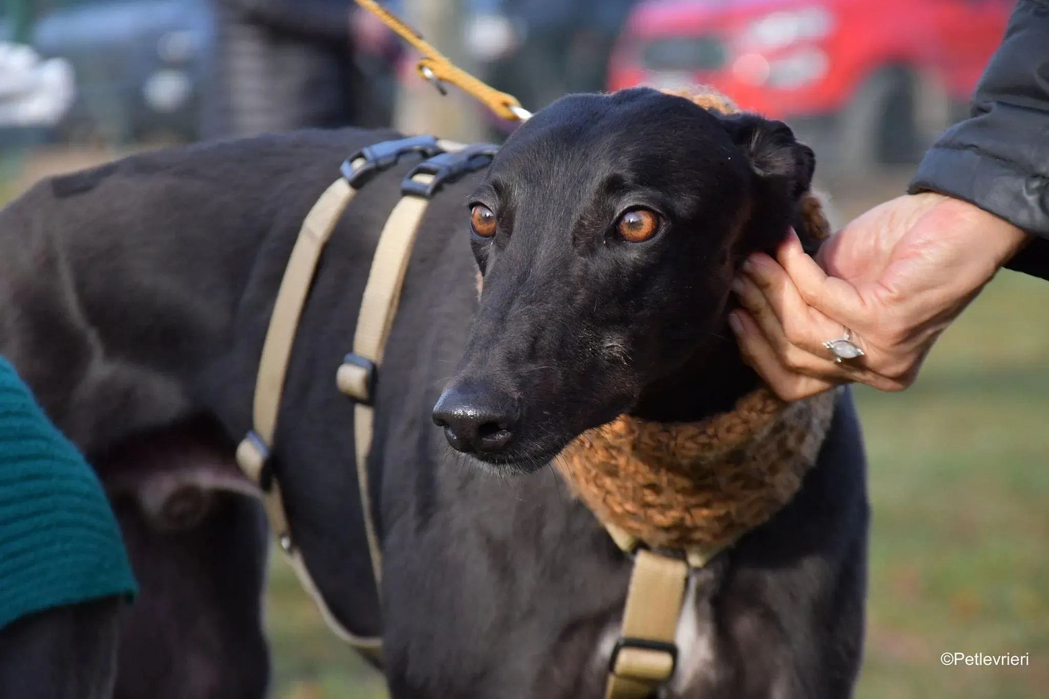 Tom greyhound adozionelevrieri cane foster 41