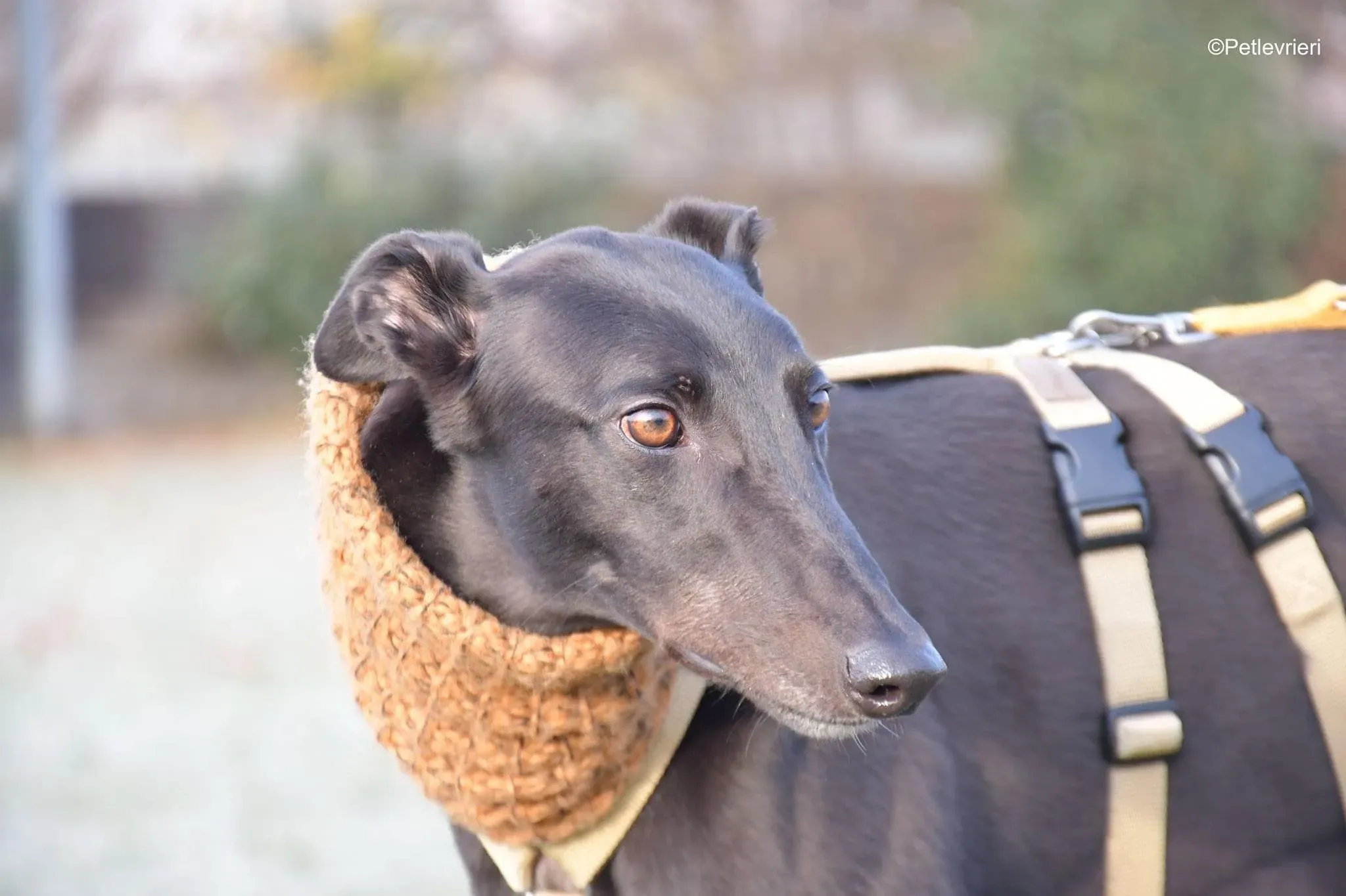 Tom greyhound adozionelevrieri cane foster 42