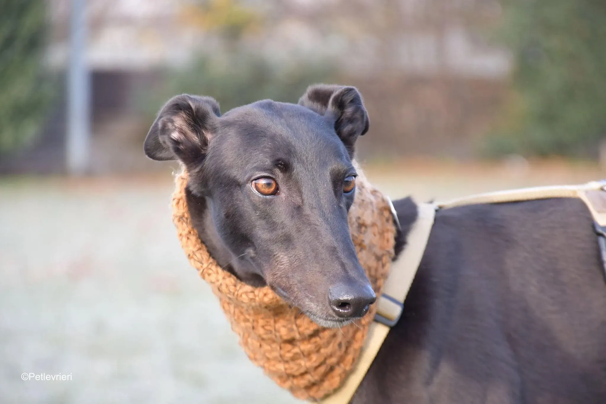 Tom greyhound adozionelevrieri cane foster 43