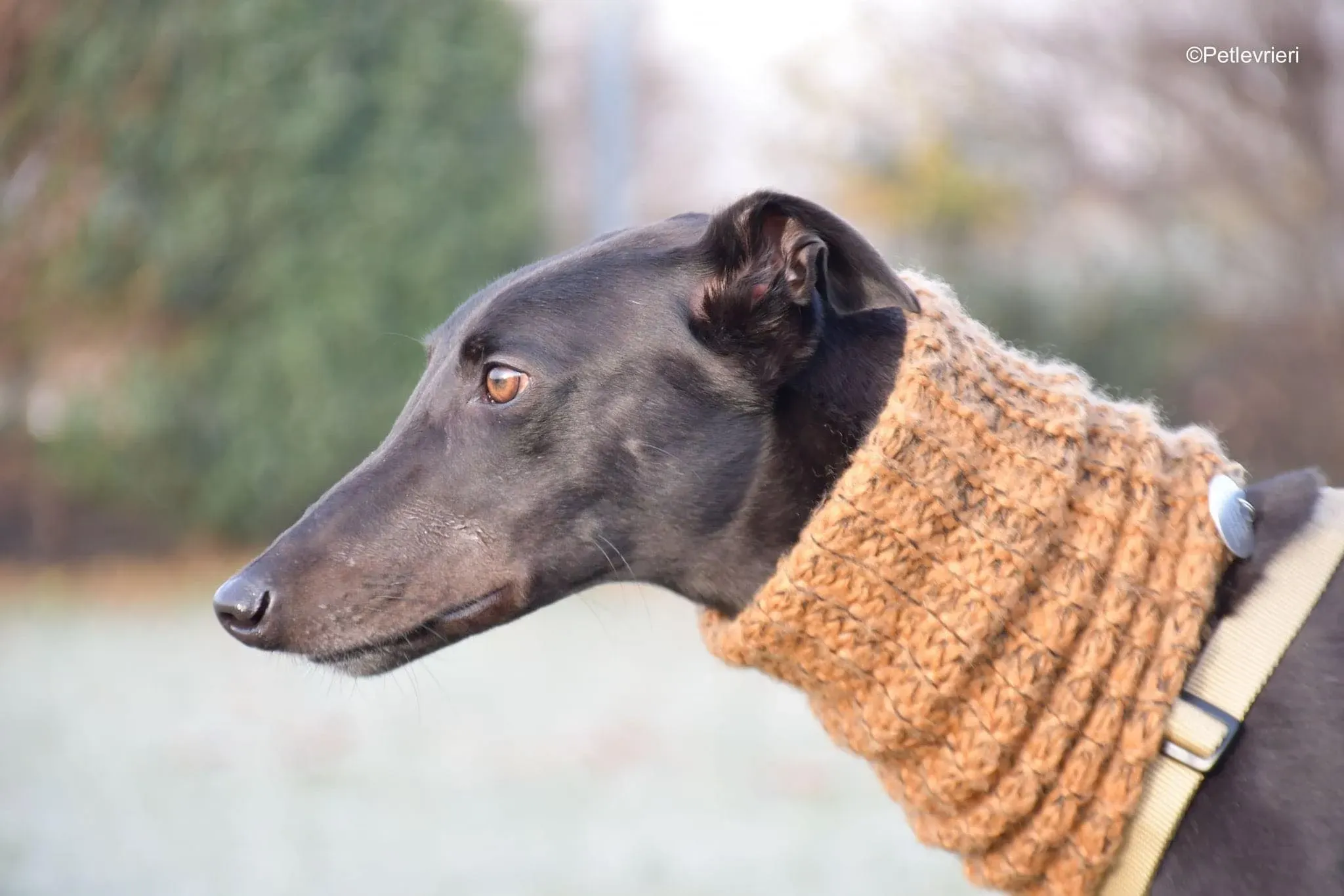 Tom greyhound adozionelevrieri cane foster 44