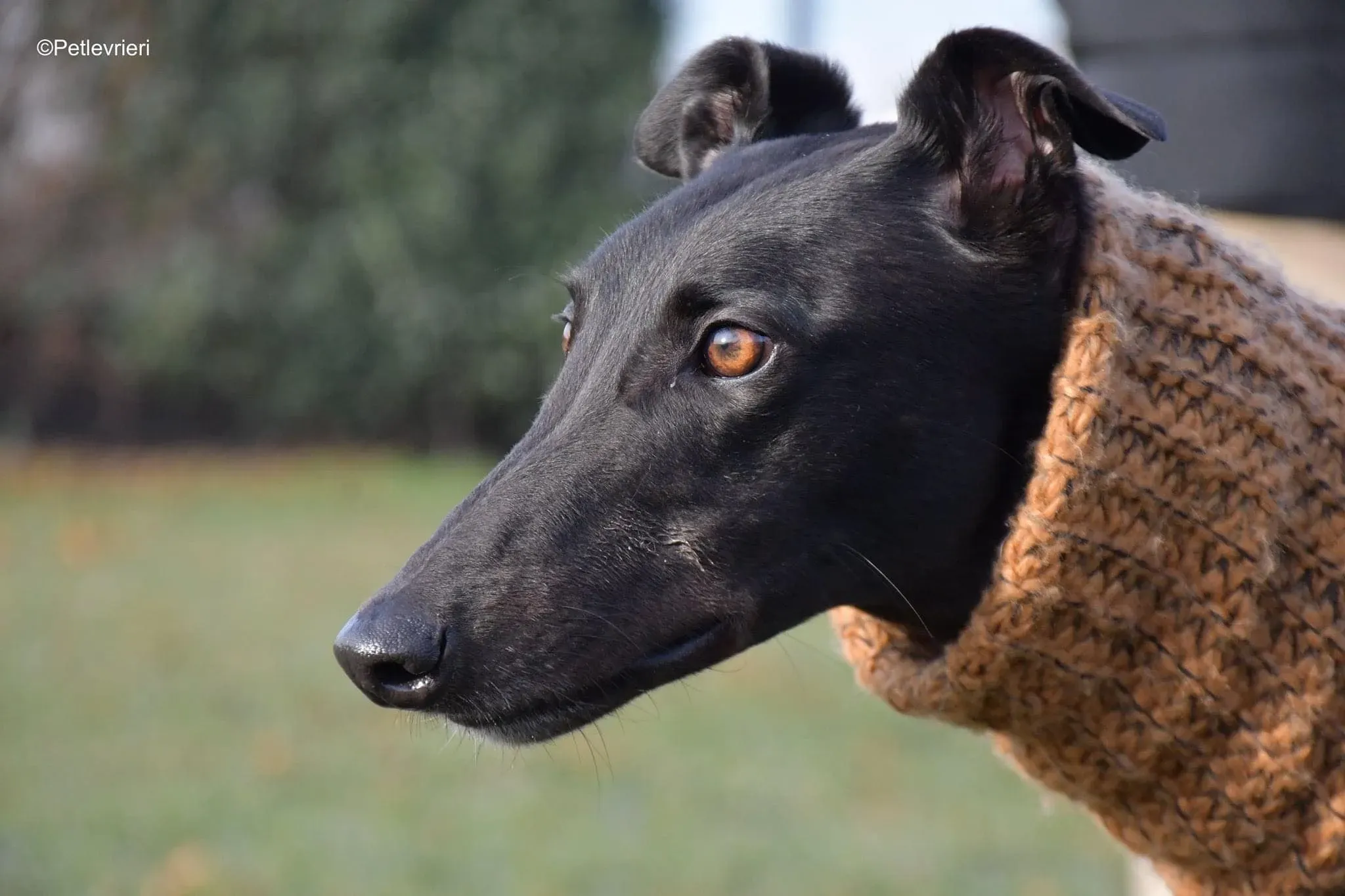 Tom greyhound adozionelevrieri cane foster 45