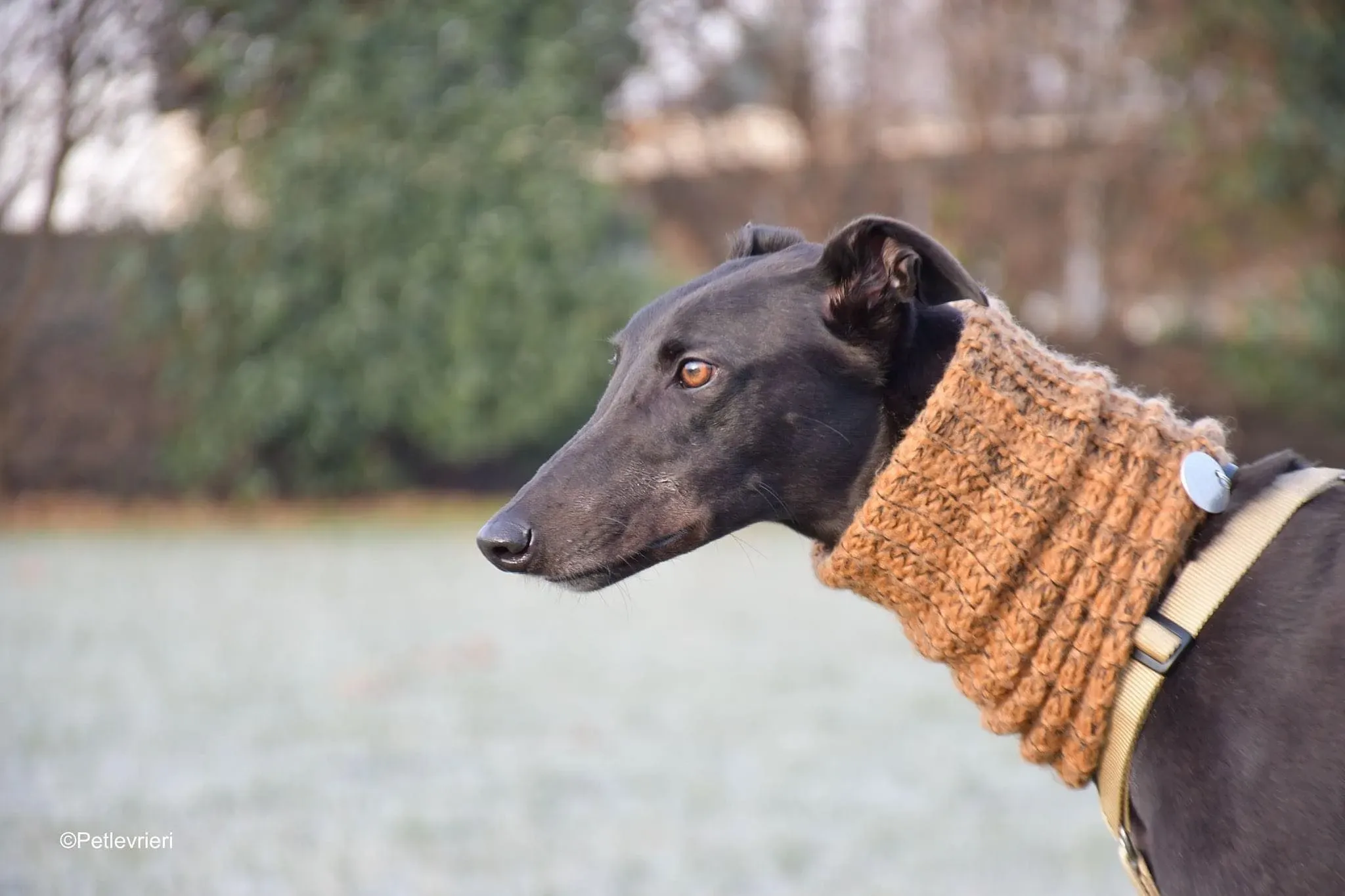 Tom greyhound adozionelevrieri cane foster 46