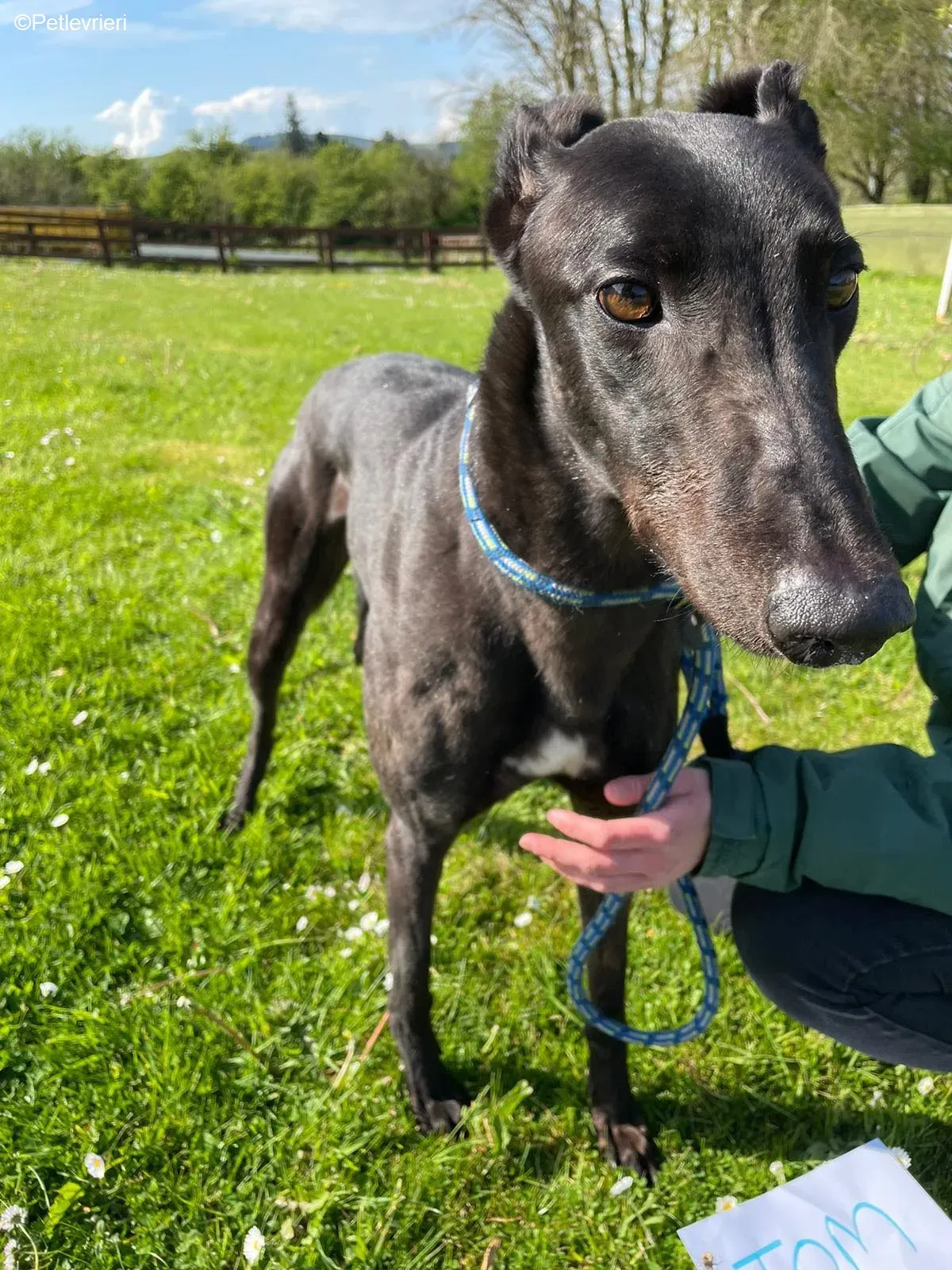 Tom2 adozione levrieri greyhound 1