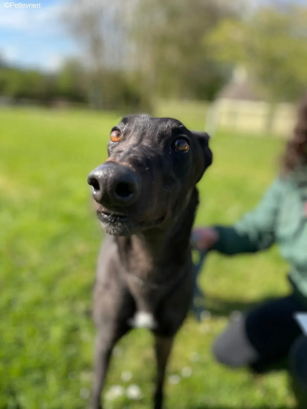 Tom2 adozione levrieri greyhound 10