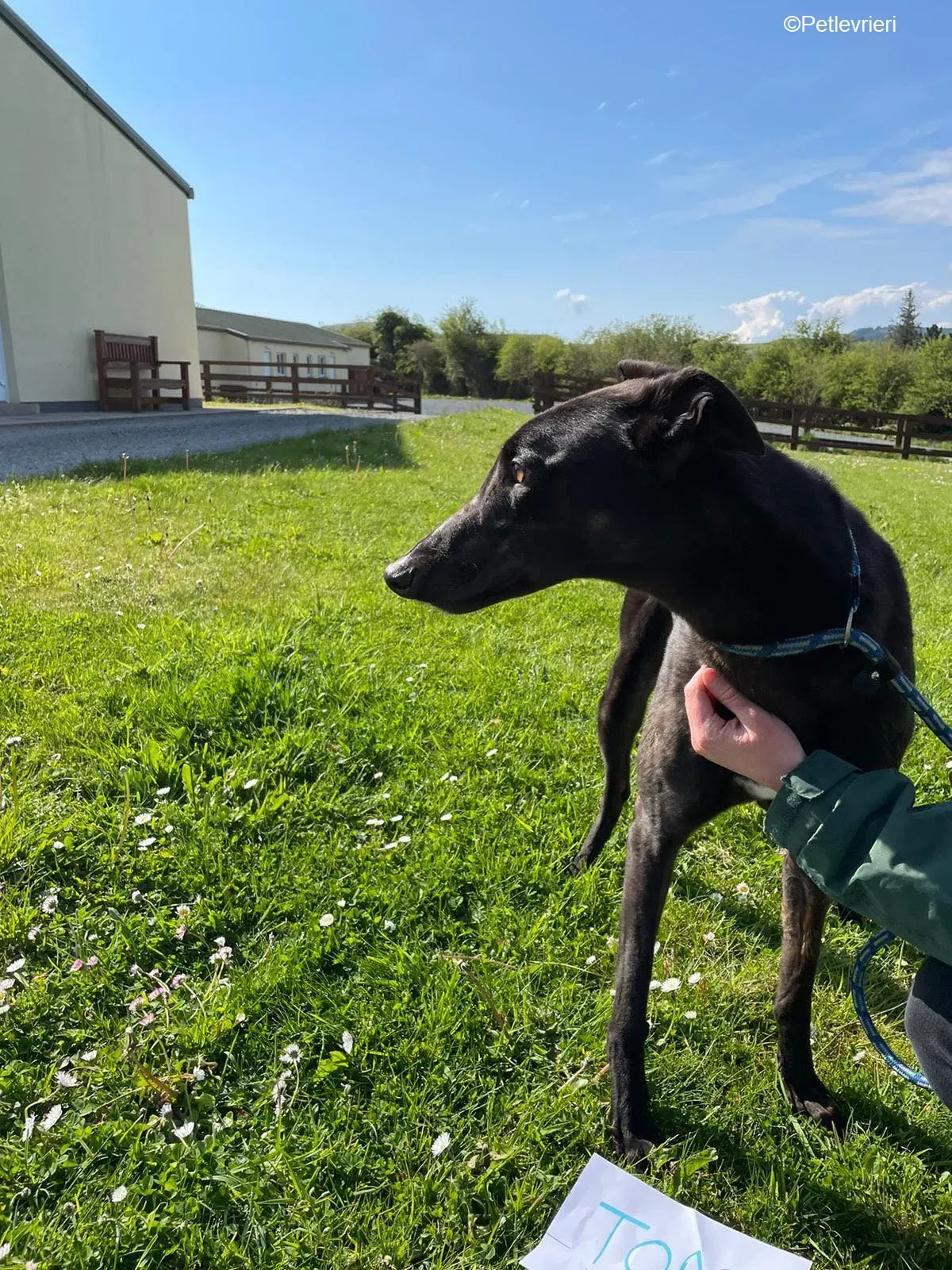 Tom2 adozione levrieri greyhound 11