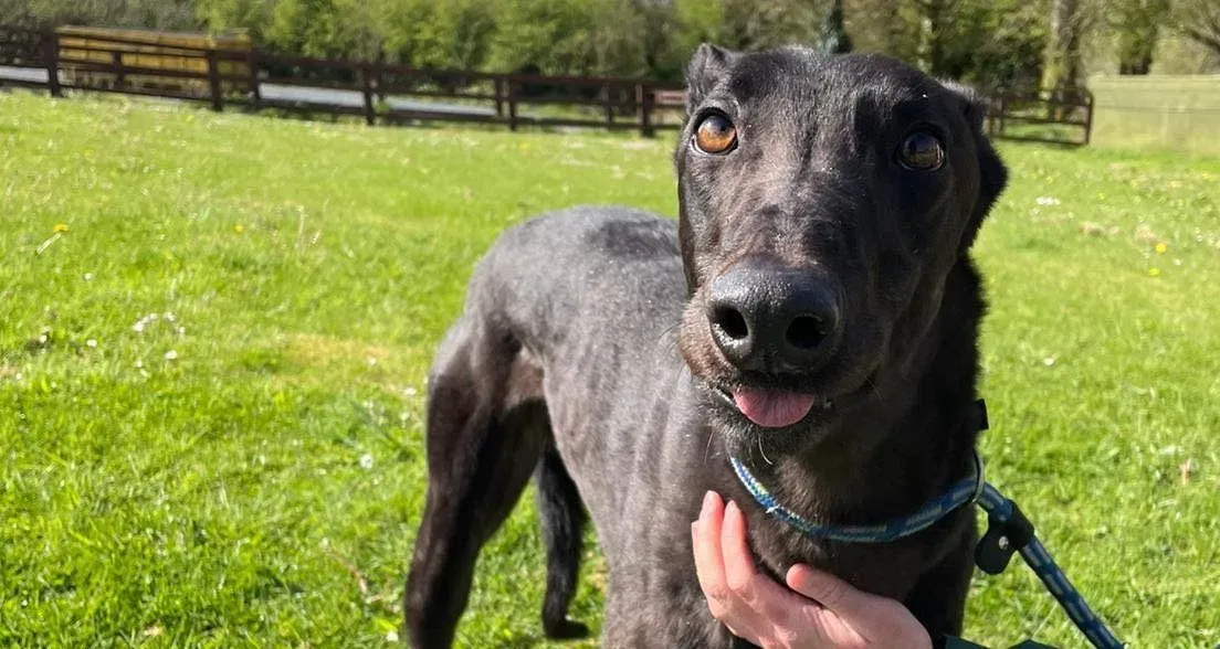 Tom2 adozione levrieri greyhound 13 e1619885687566