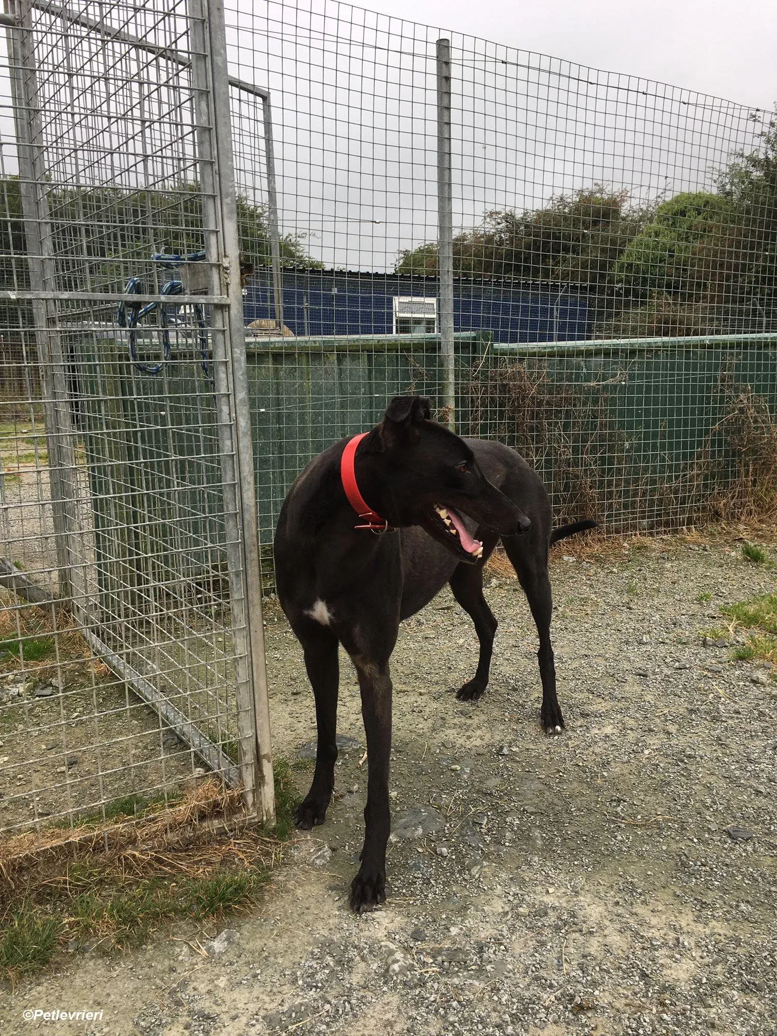 Tom2 adozione levrieri greyhound 15