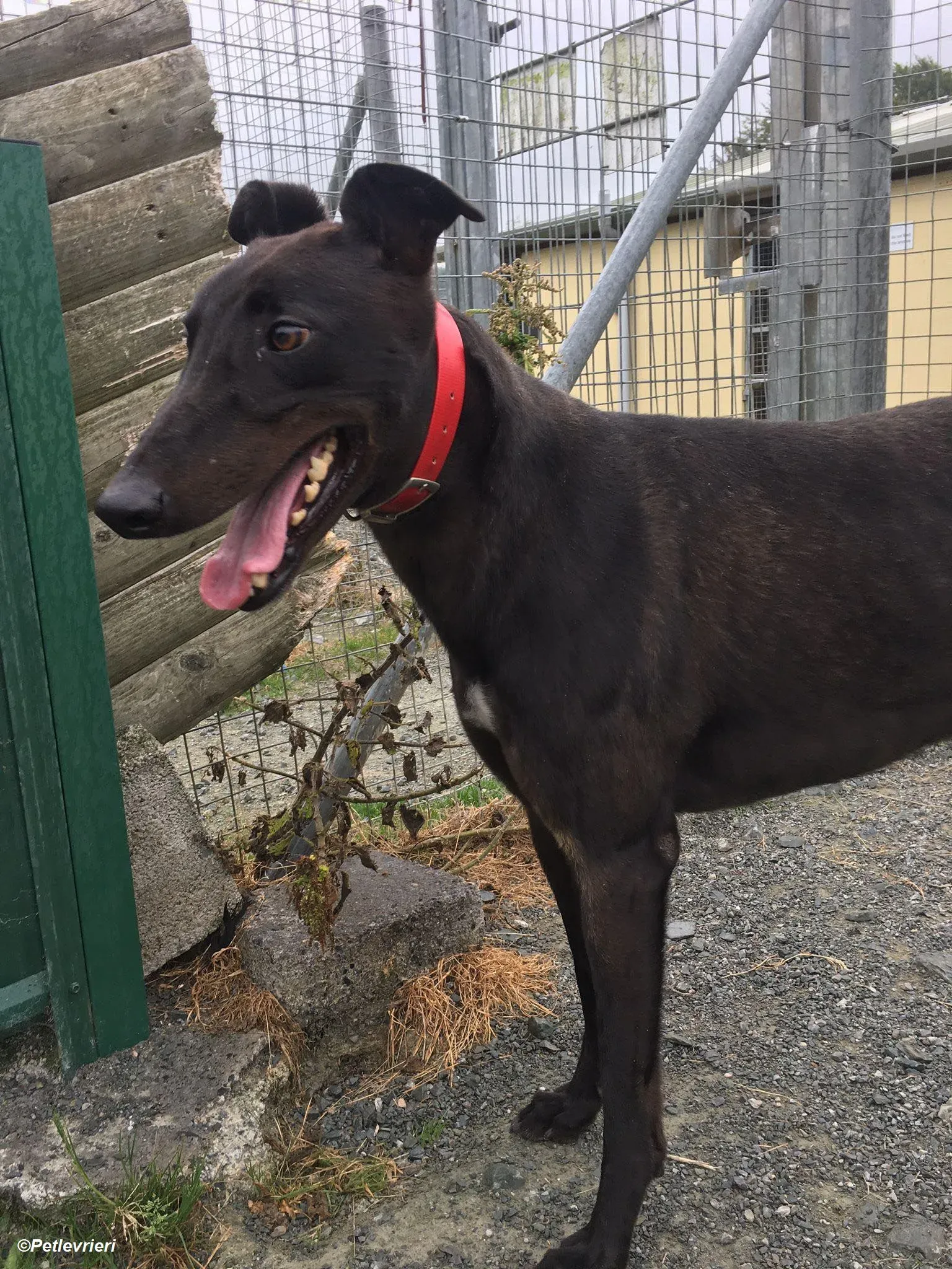 Tom2 adozione levrieri greyhound 17