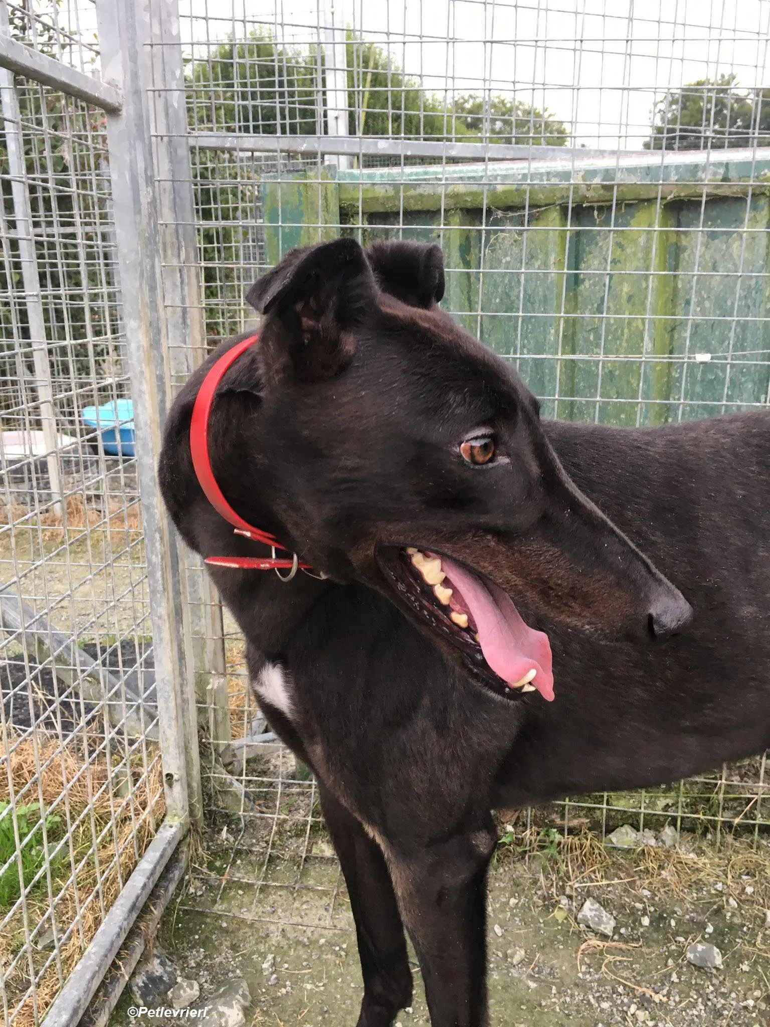 Tom2 adozione levrieri greyhound 18