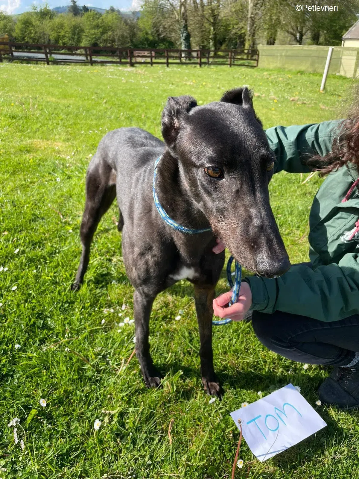 Tom2 adozione levrieri greyhound 2