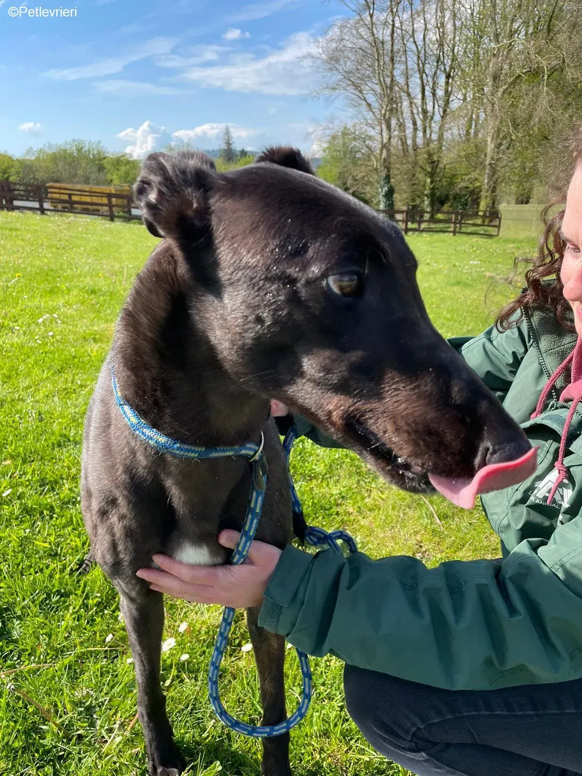 Tom2 adozione levrieri greyhound 3