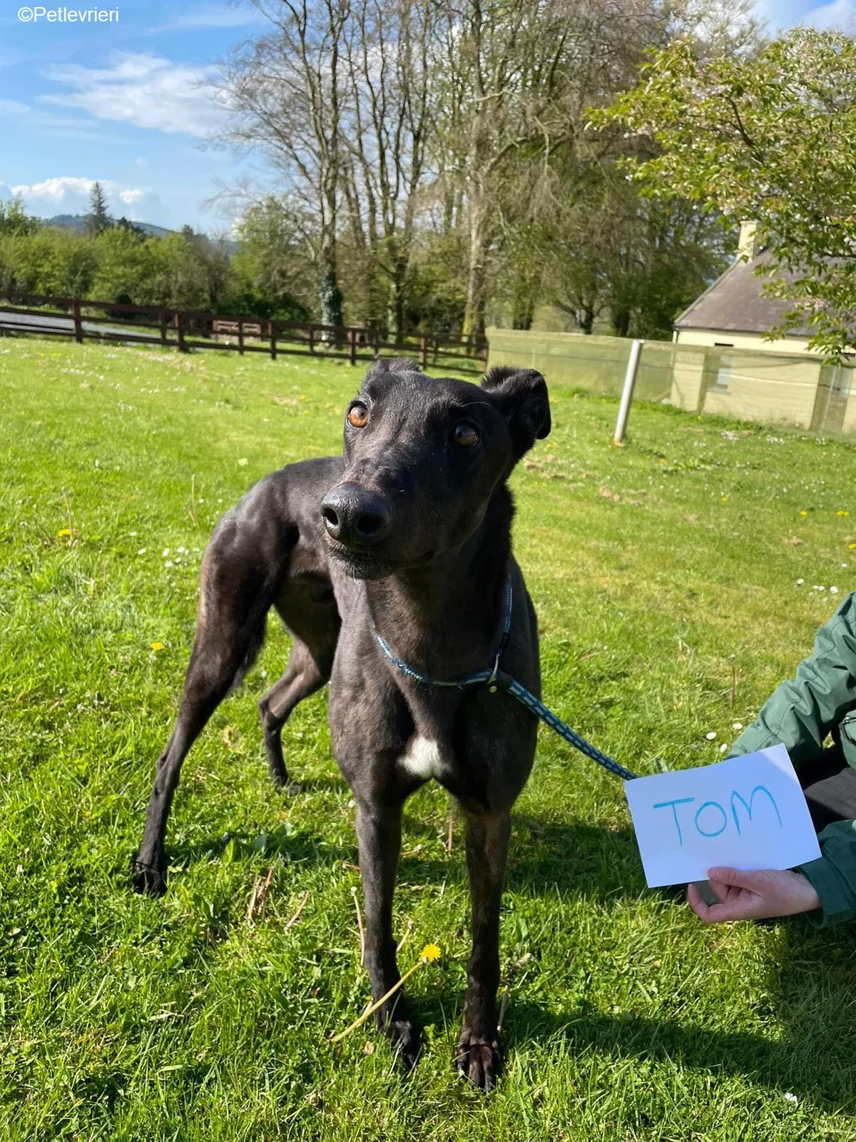 Tom2 adozione levrieri greyhound 6