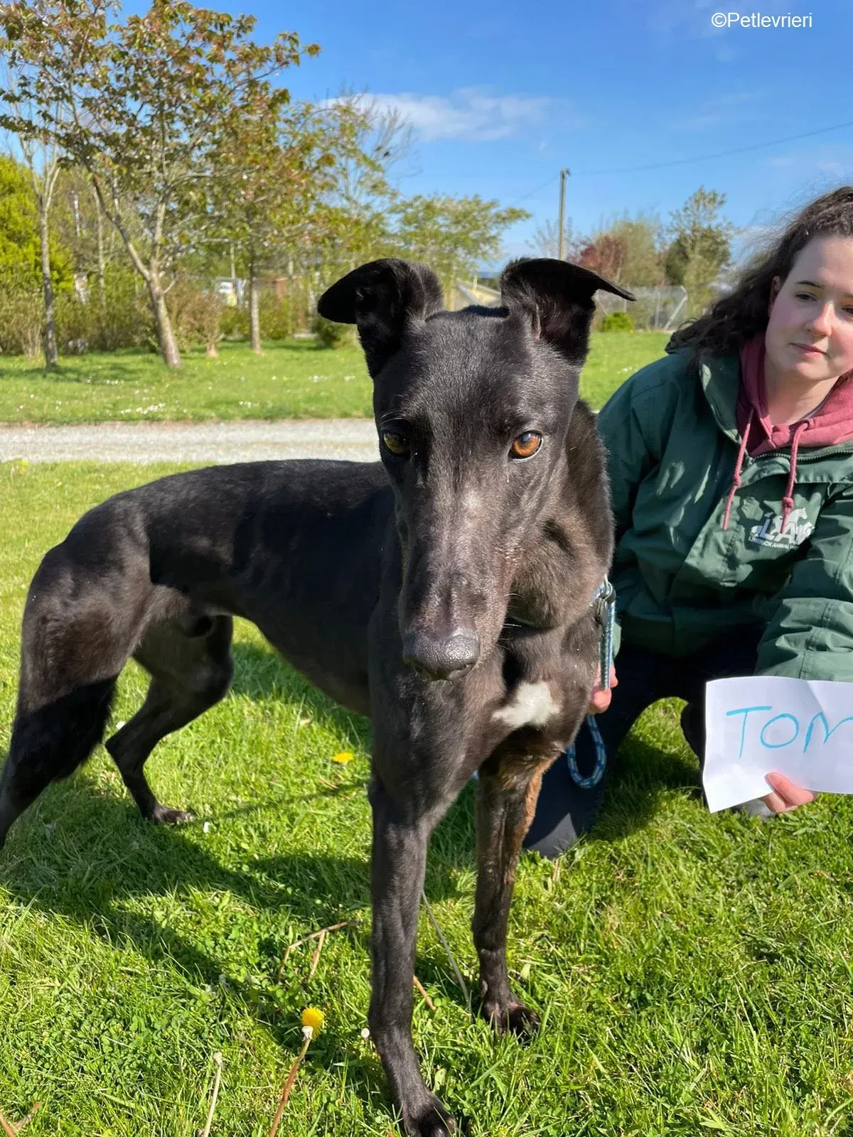 Tom2 adozione levrieri greyhound 7